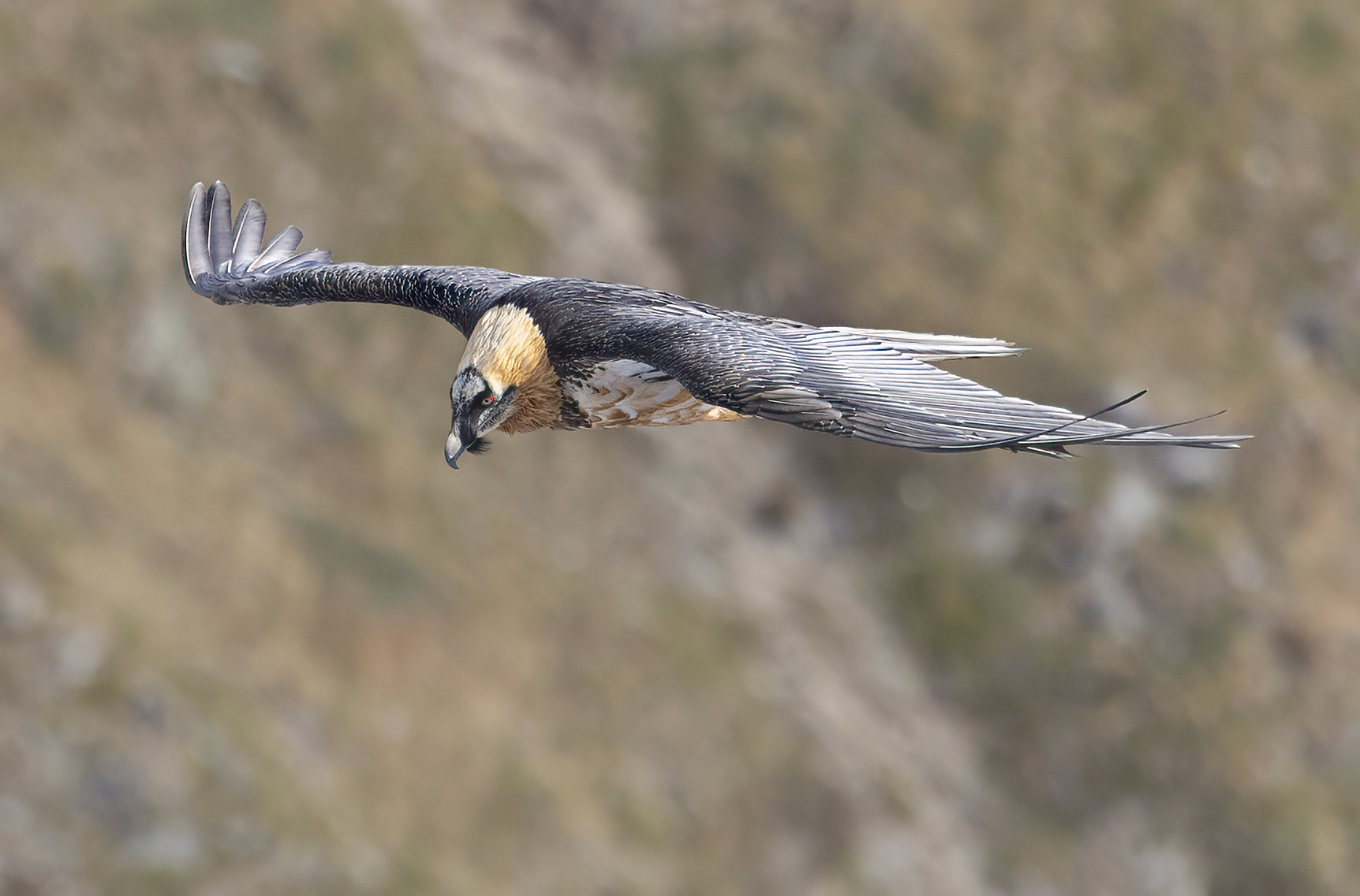 The flight of the bearded vulture, October 2025