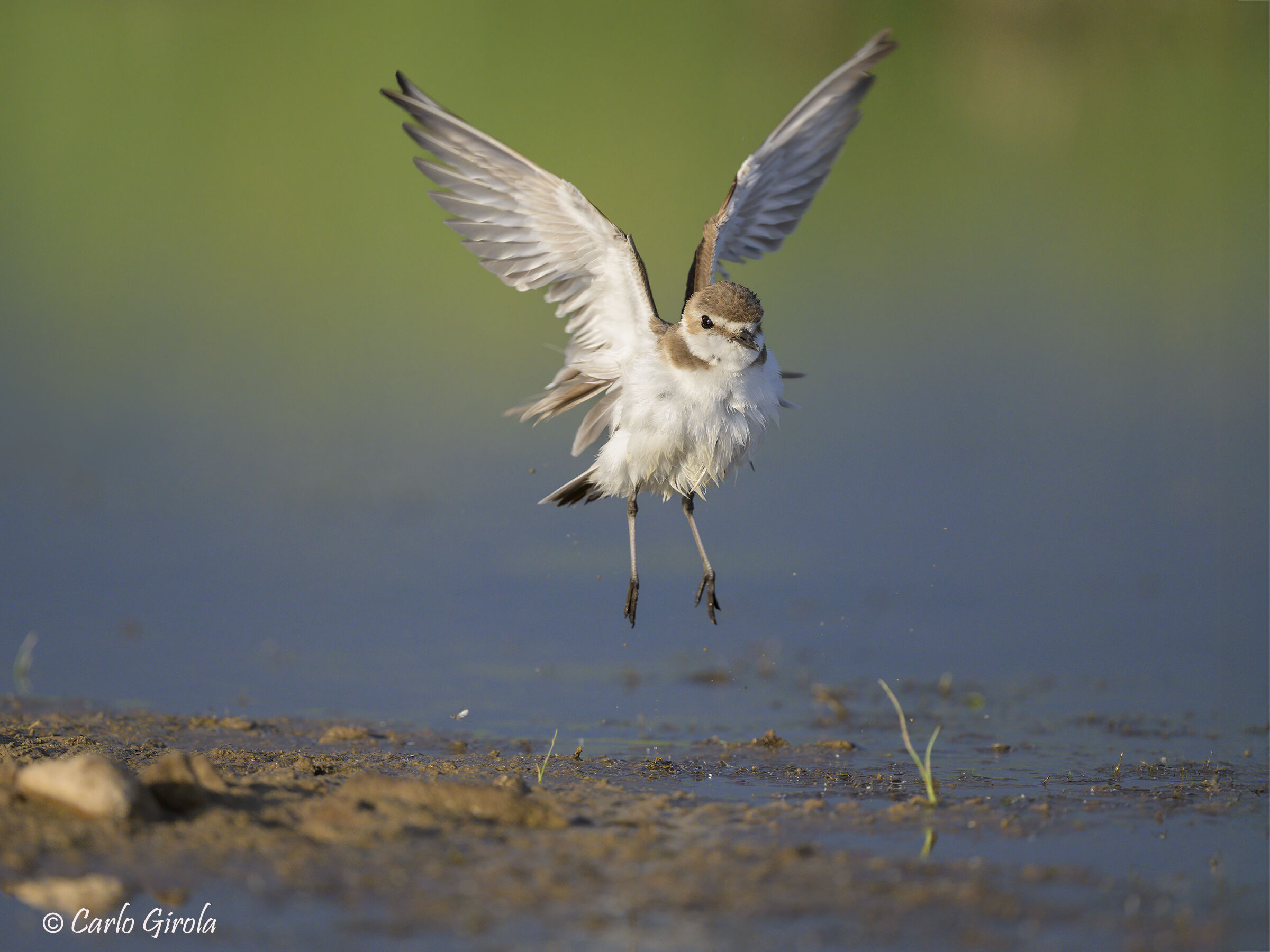 Fratino (Charadrius alexandrinus)
