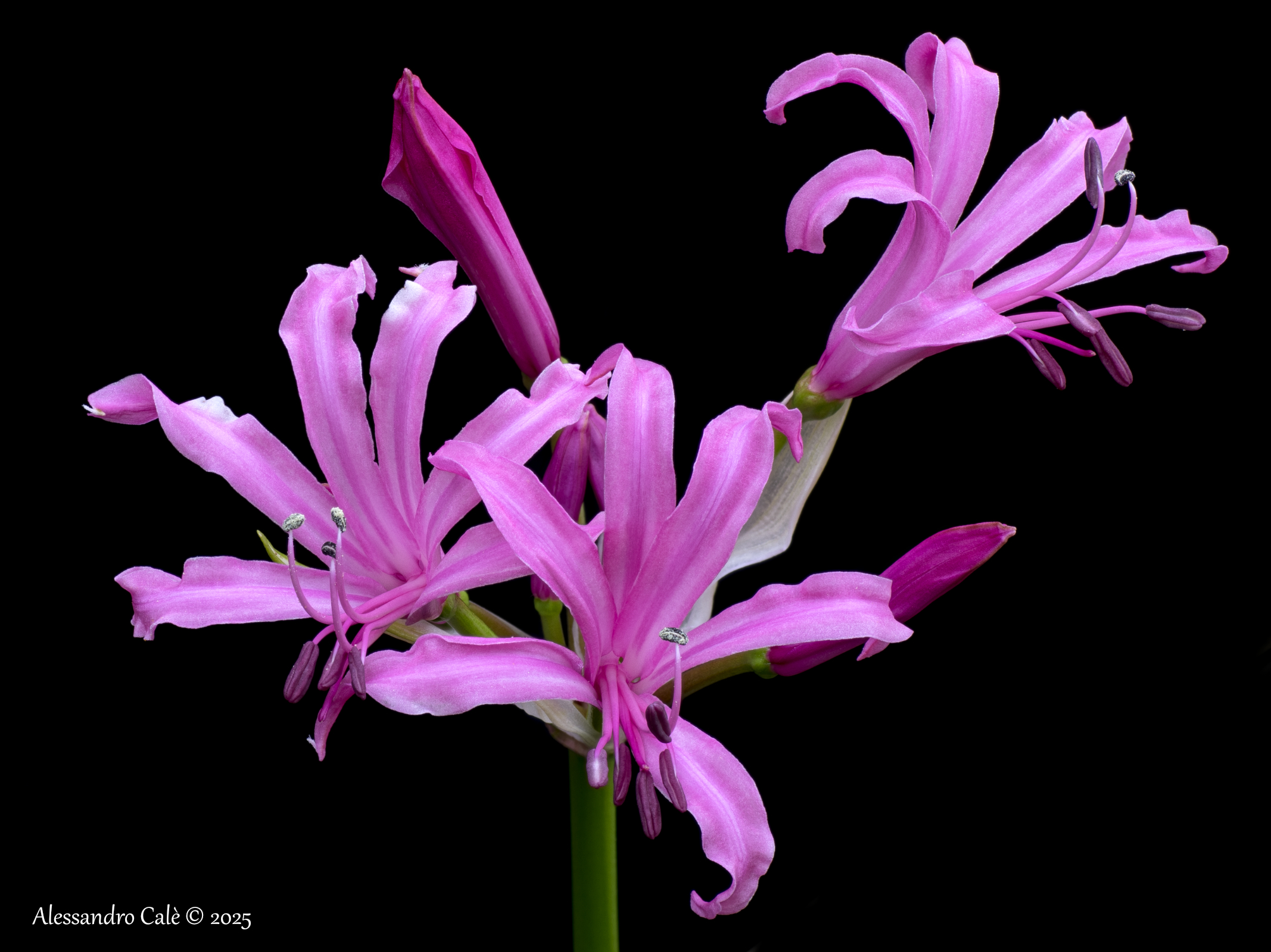 Nerine bowdenii 4840_55 FS