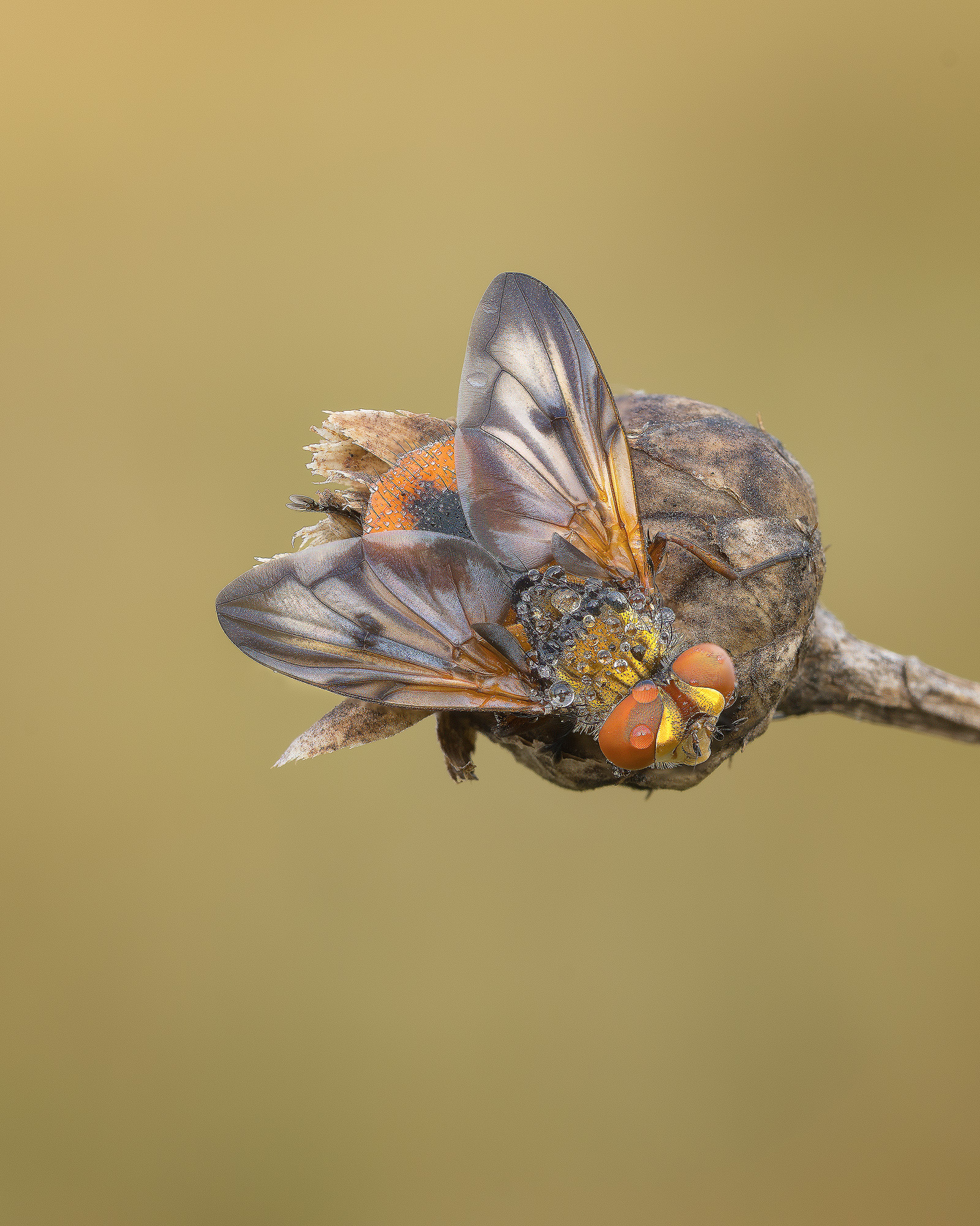 Ectophasia crassipennis