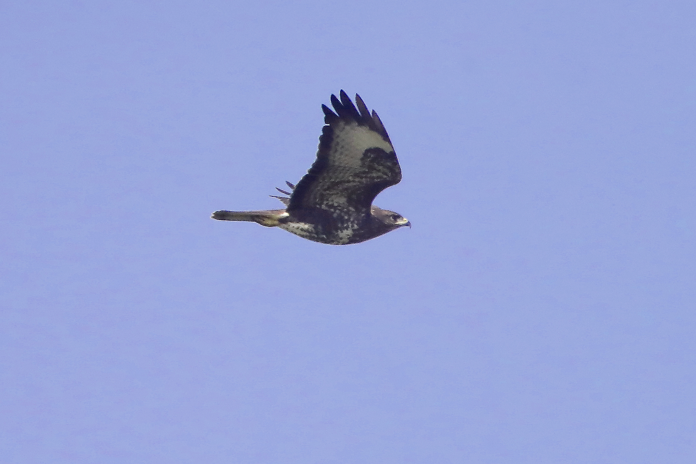 Buzzard in flight