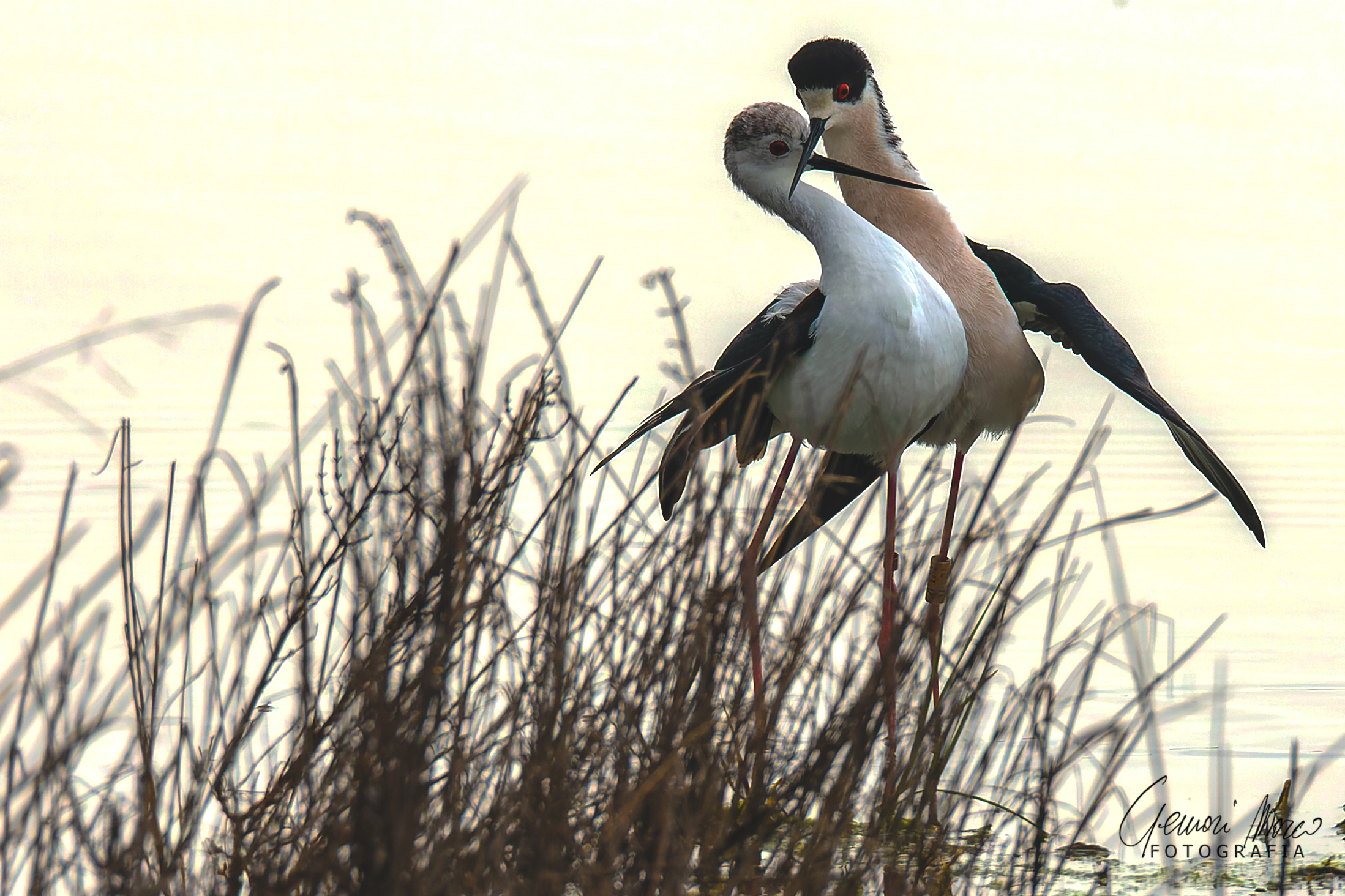 cavalieri d'italia in amore