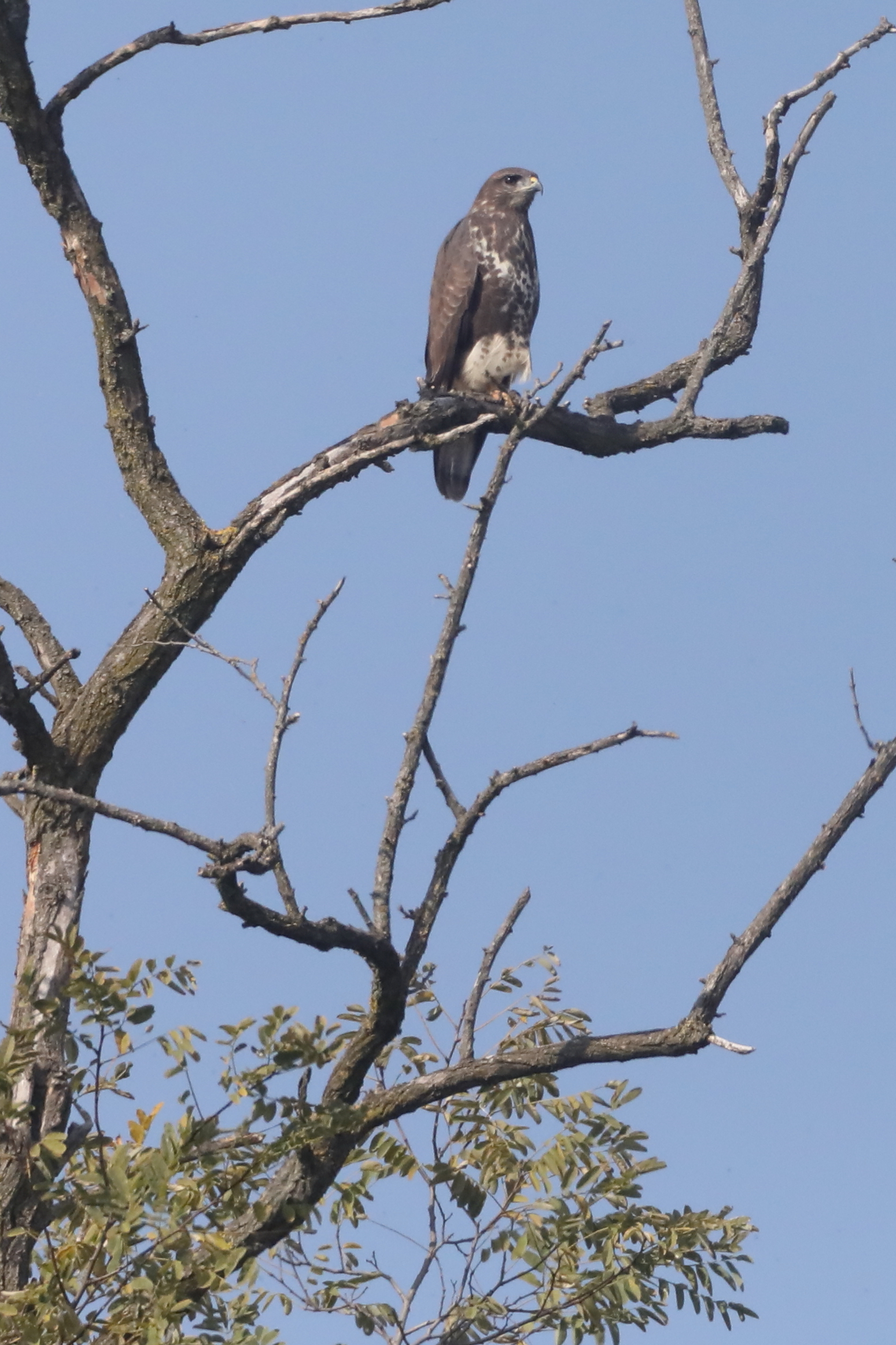 buzzard on roost