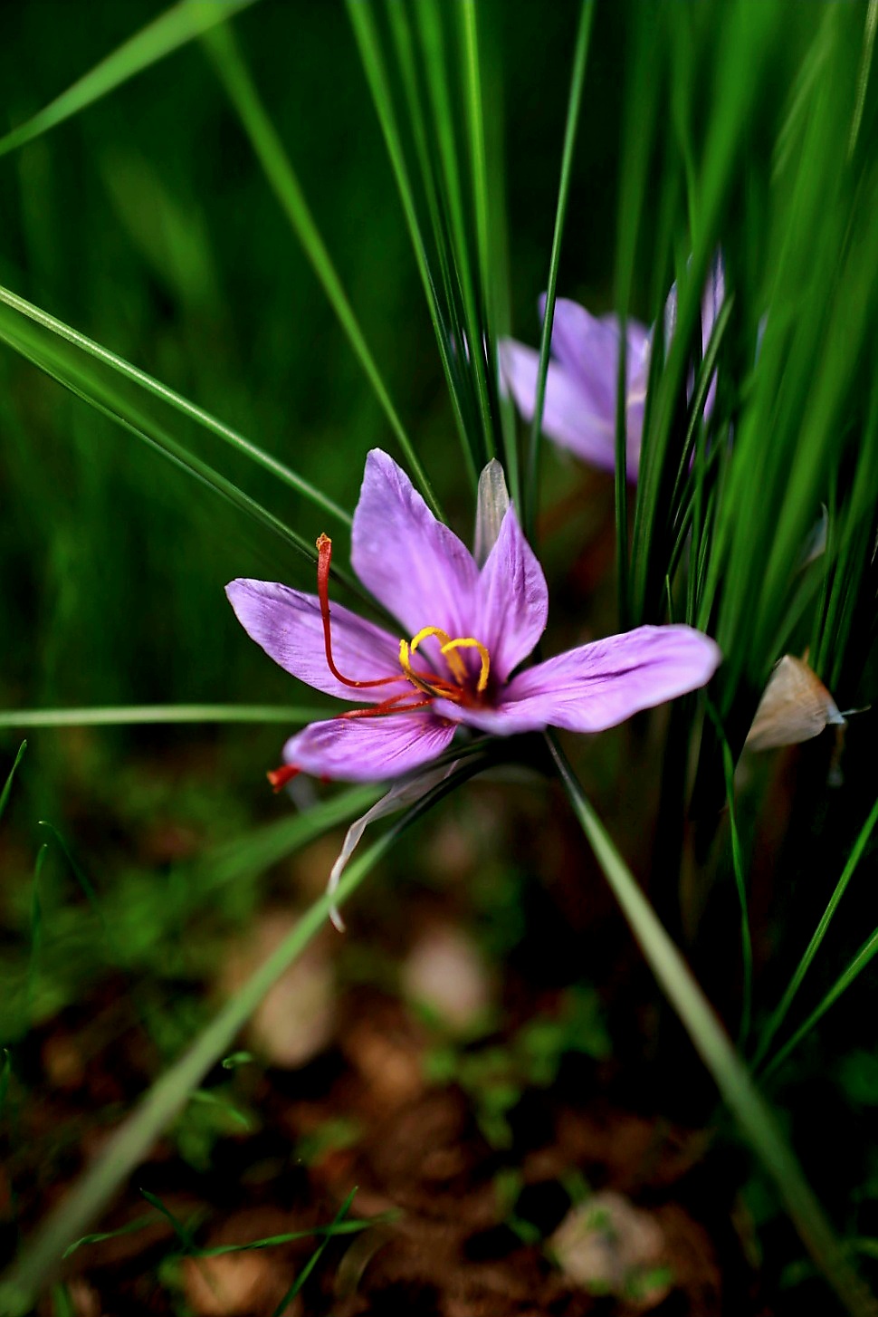 Crocus Sativus