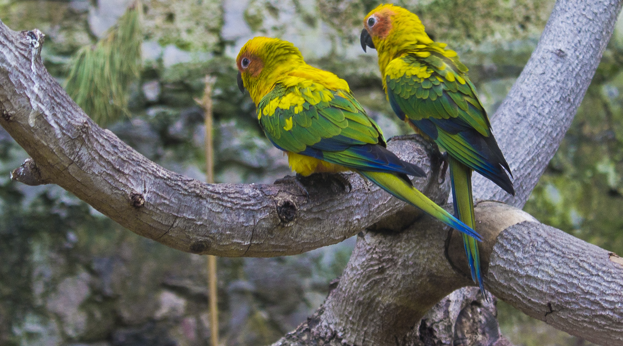 Parrots