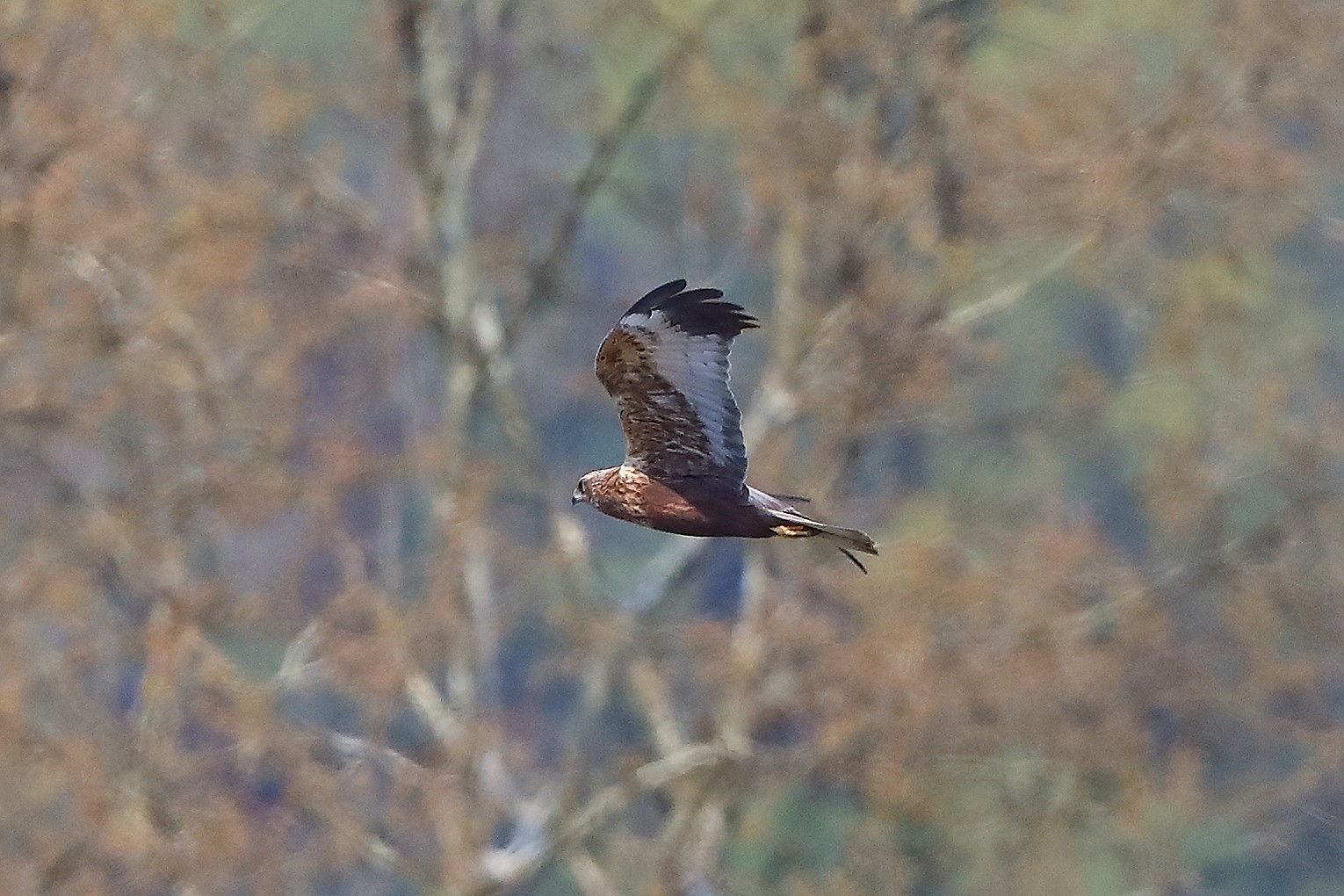 Falco di palude M 09 aprile 2025 - 0063