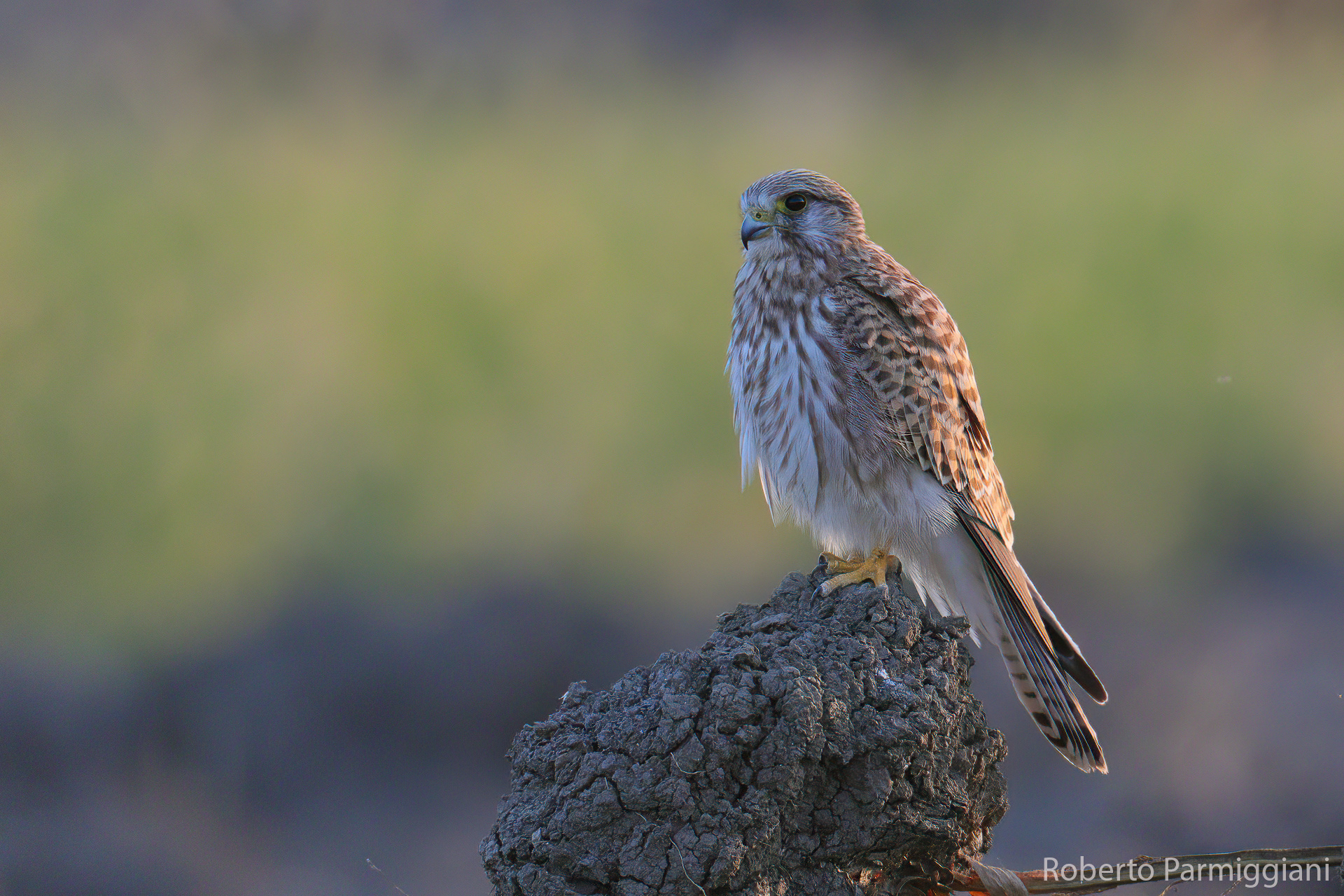 Last Light with Kestrel