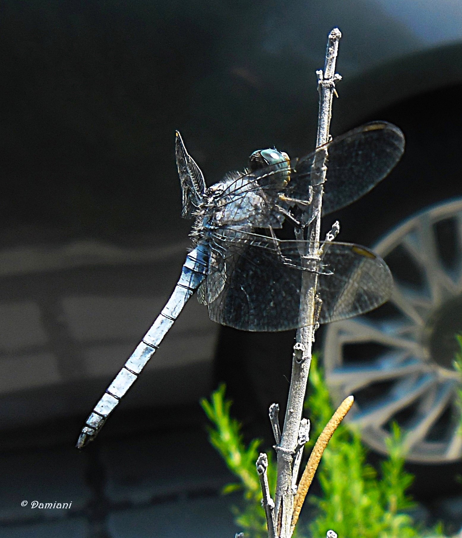 Ali di vetro ... verso l'Elsa