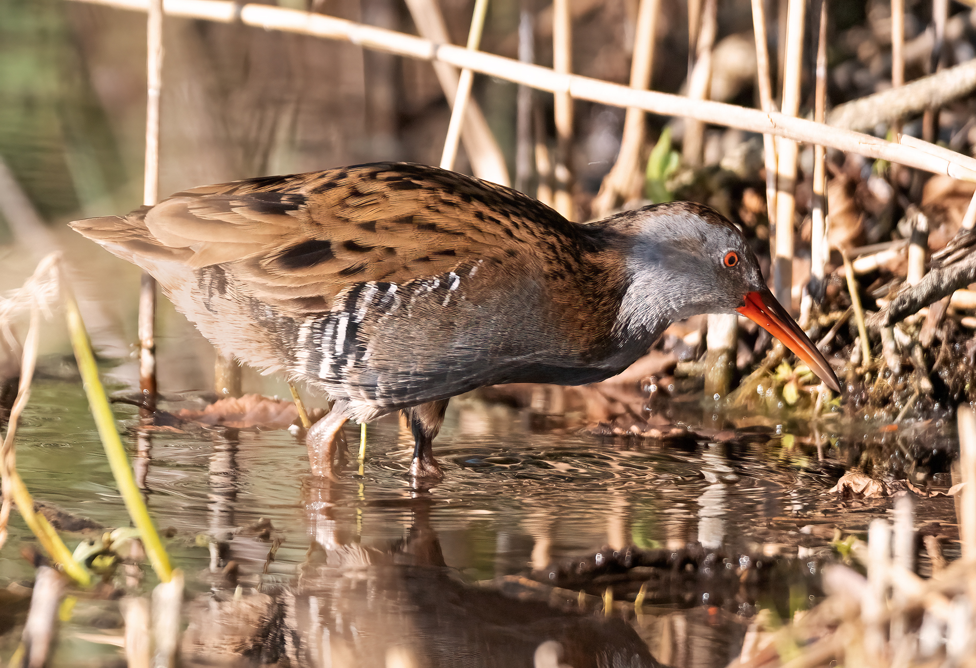 water rail