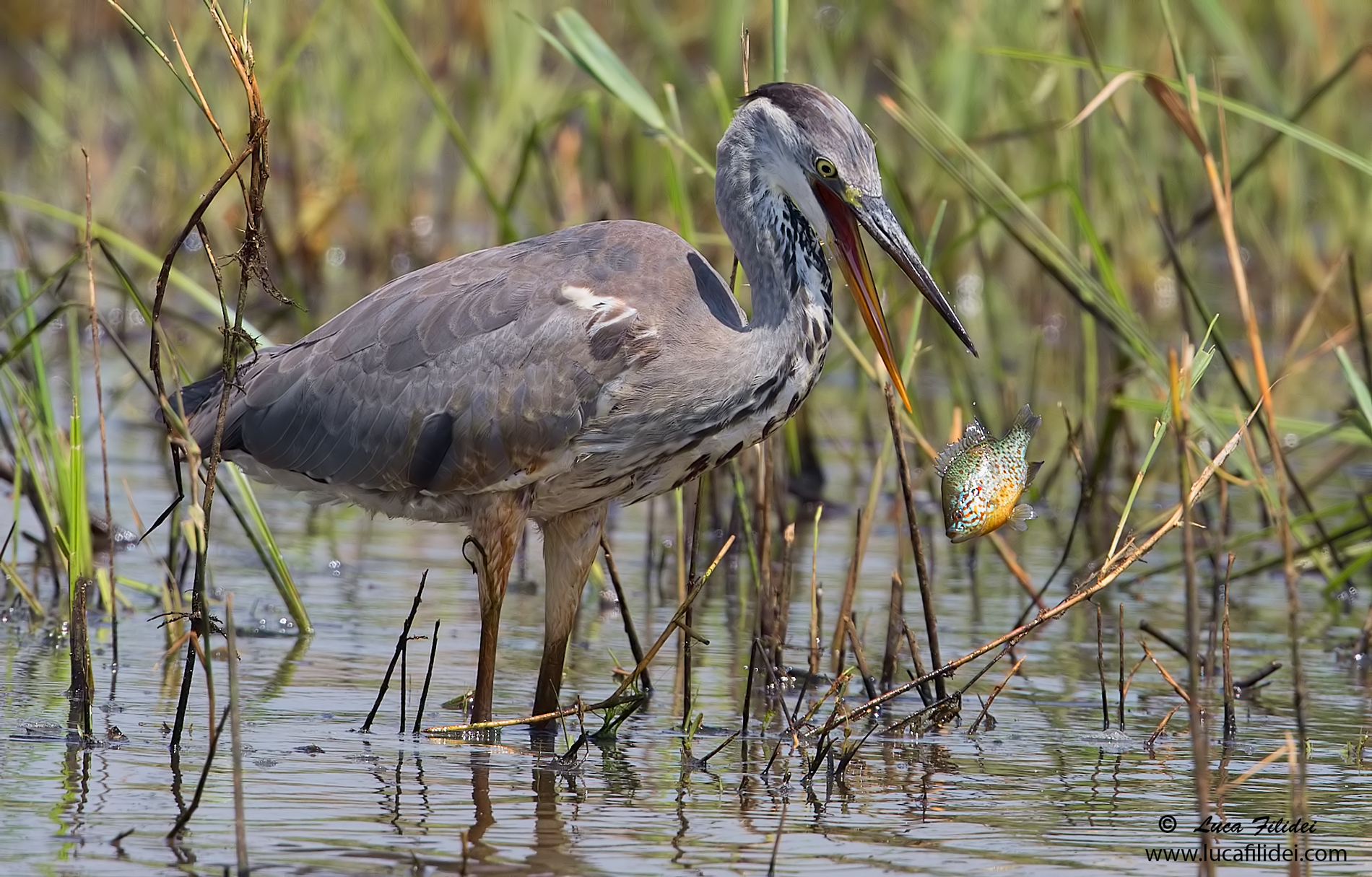 Il Cenerino e la Gobba