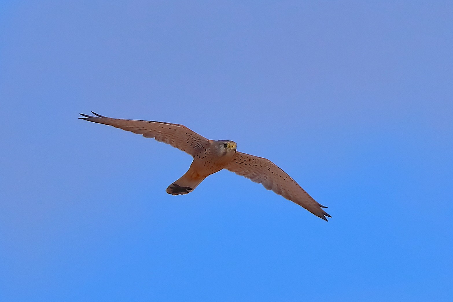 Kestrel 05 October 2025 - 0190