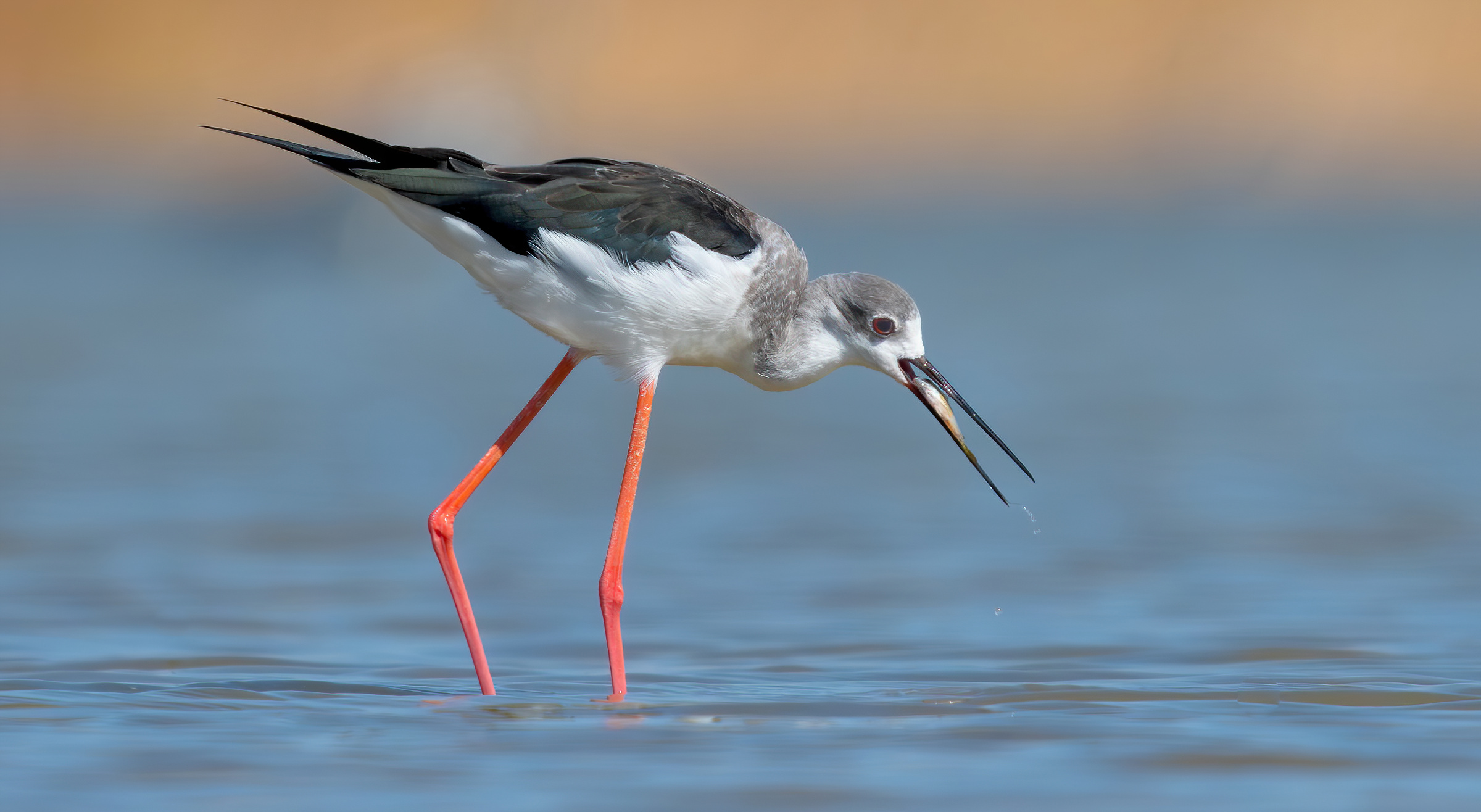 black winged stilt