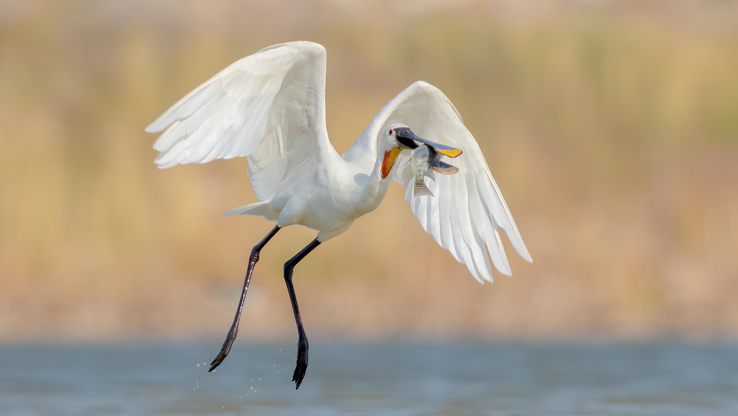 spoonbill