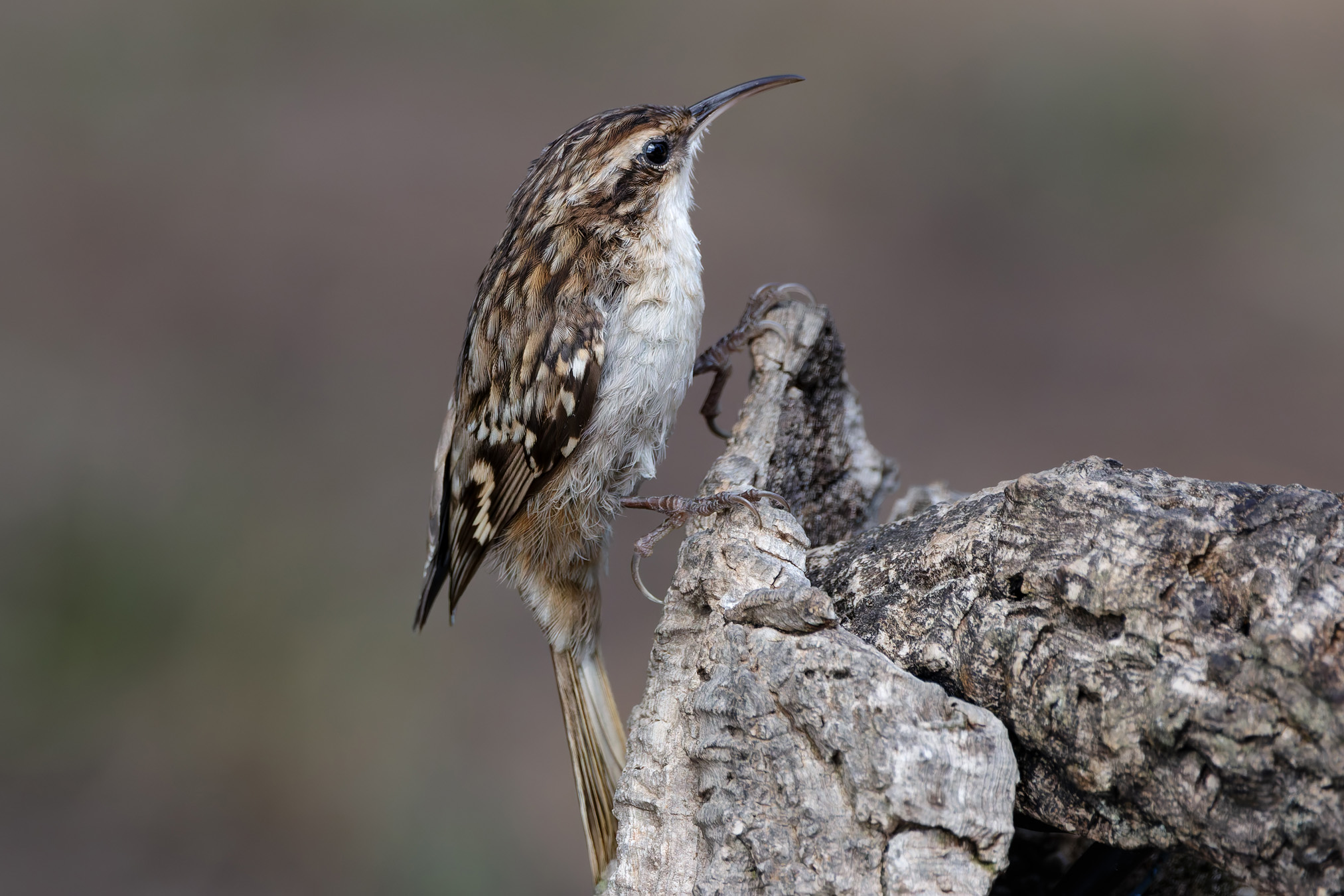 Rampichino comune