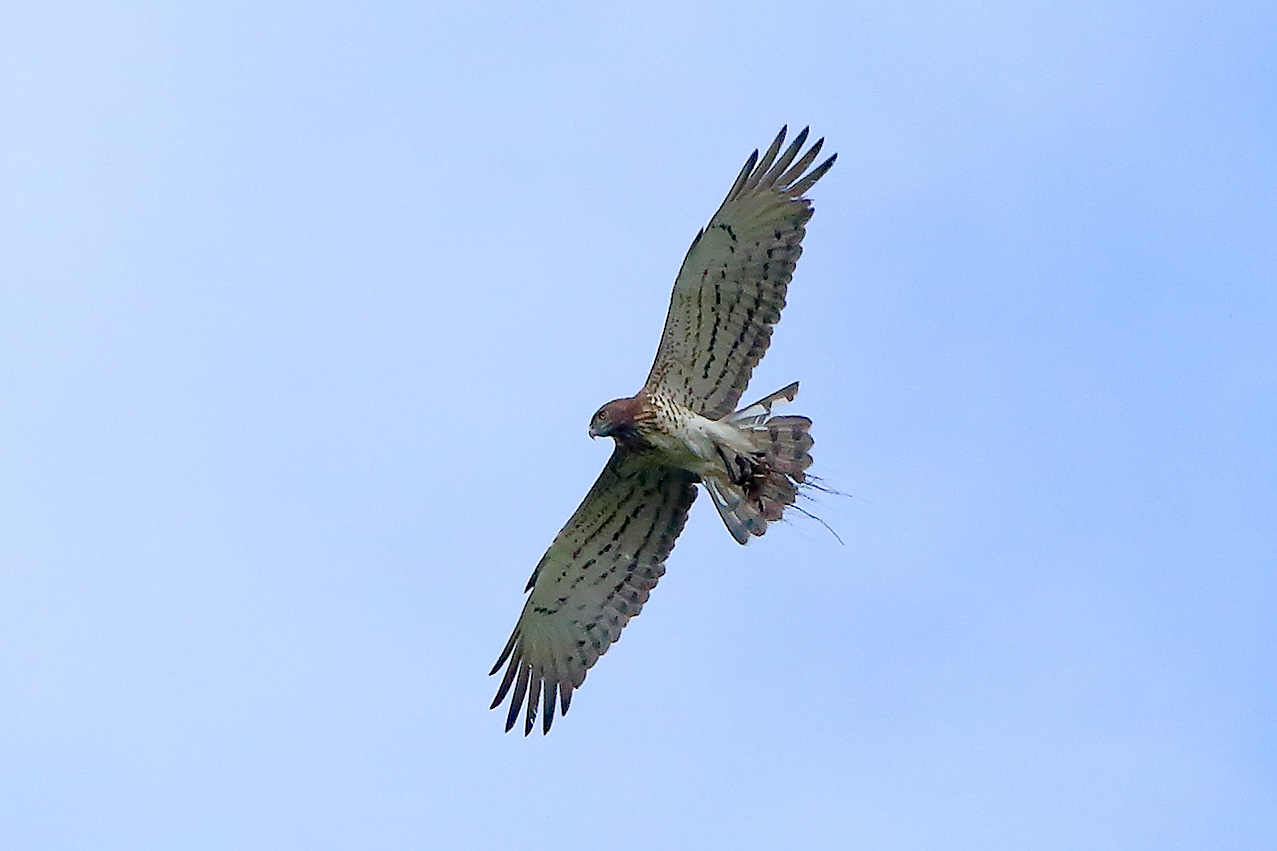 Biancone 17 aprile 2025 - 0080