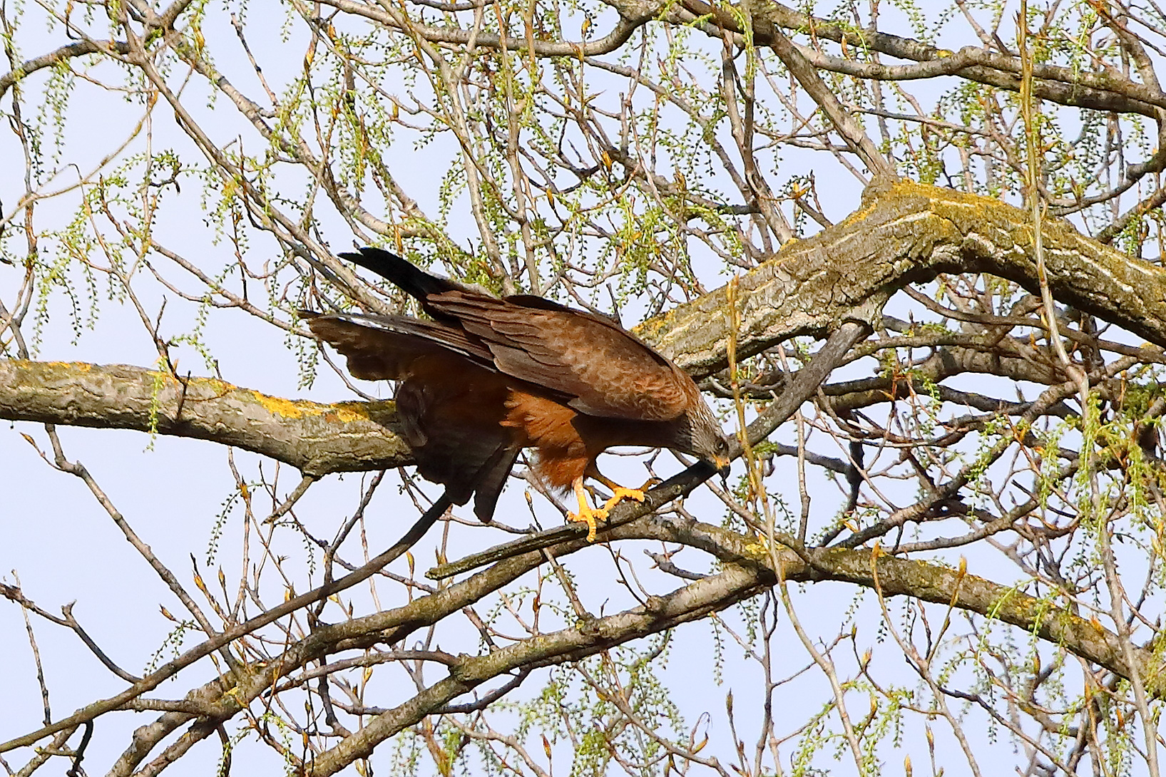 Nibbio bruno 29 marzo 2025 - 0337