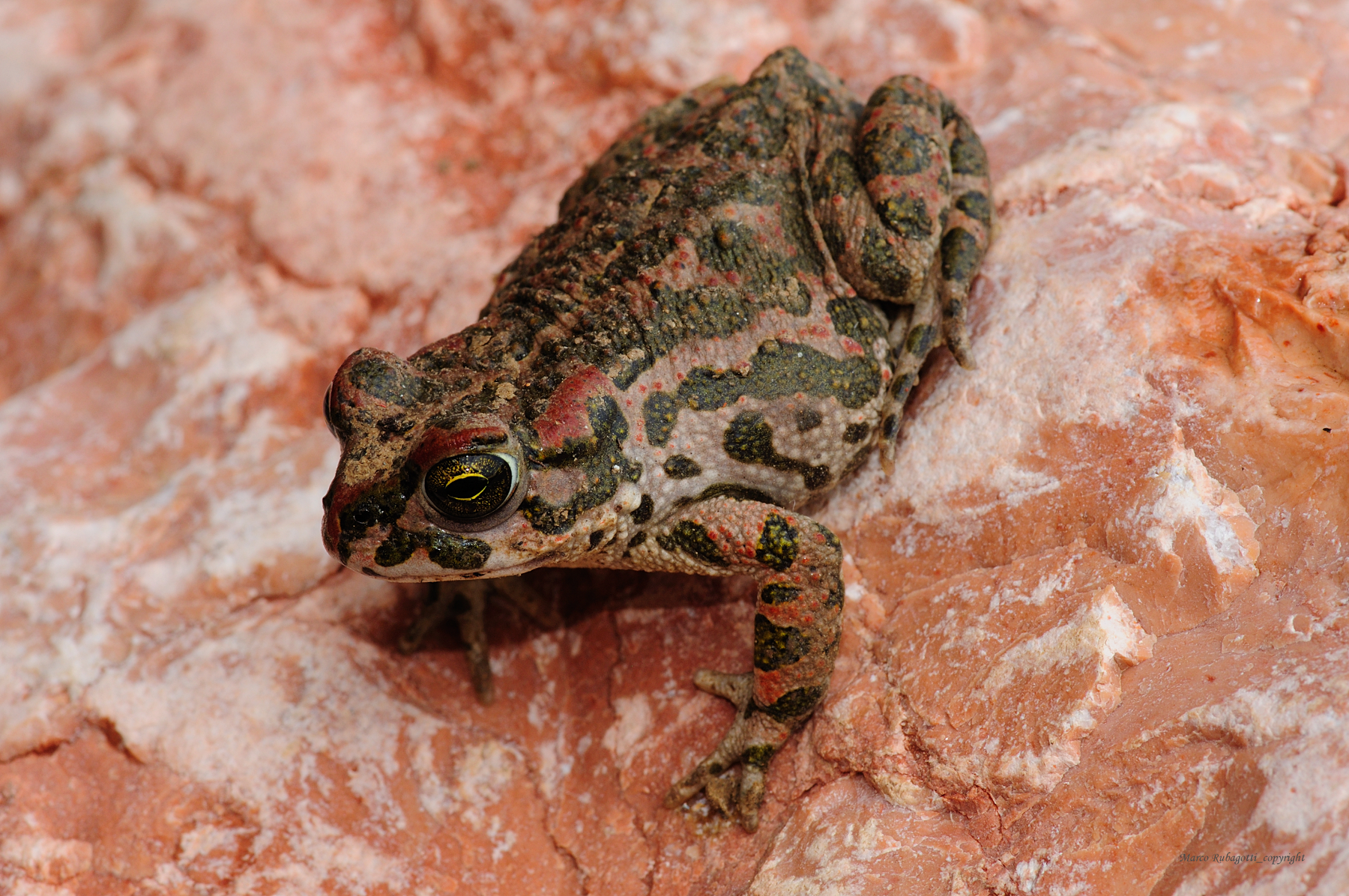 Pseudoepidalea Balearica_1