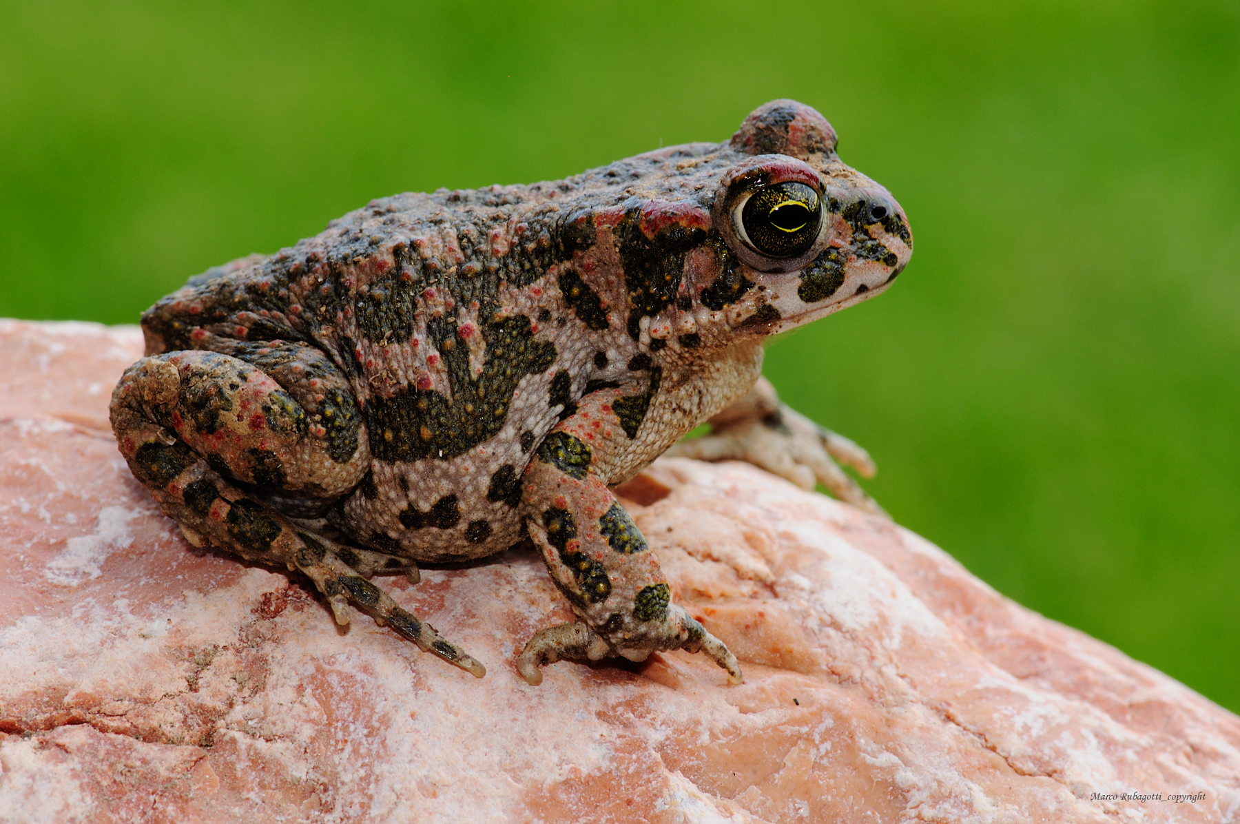 Pseudoepidalea Balearica_2