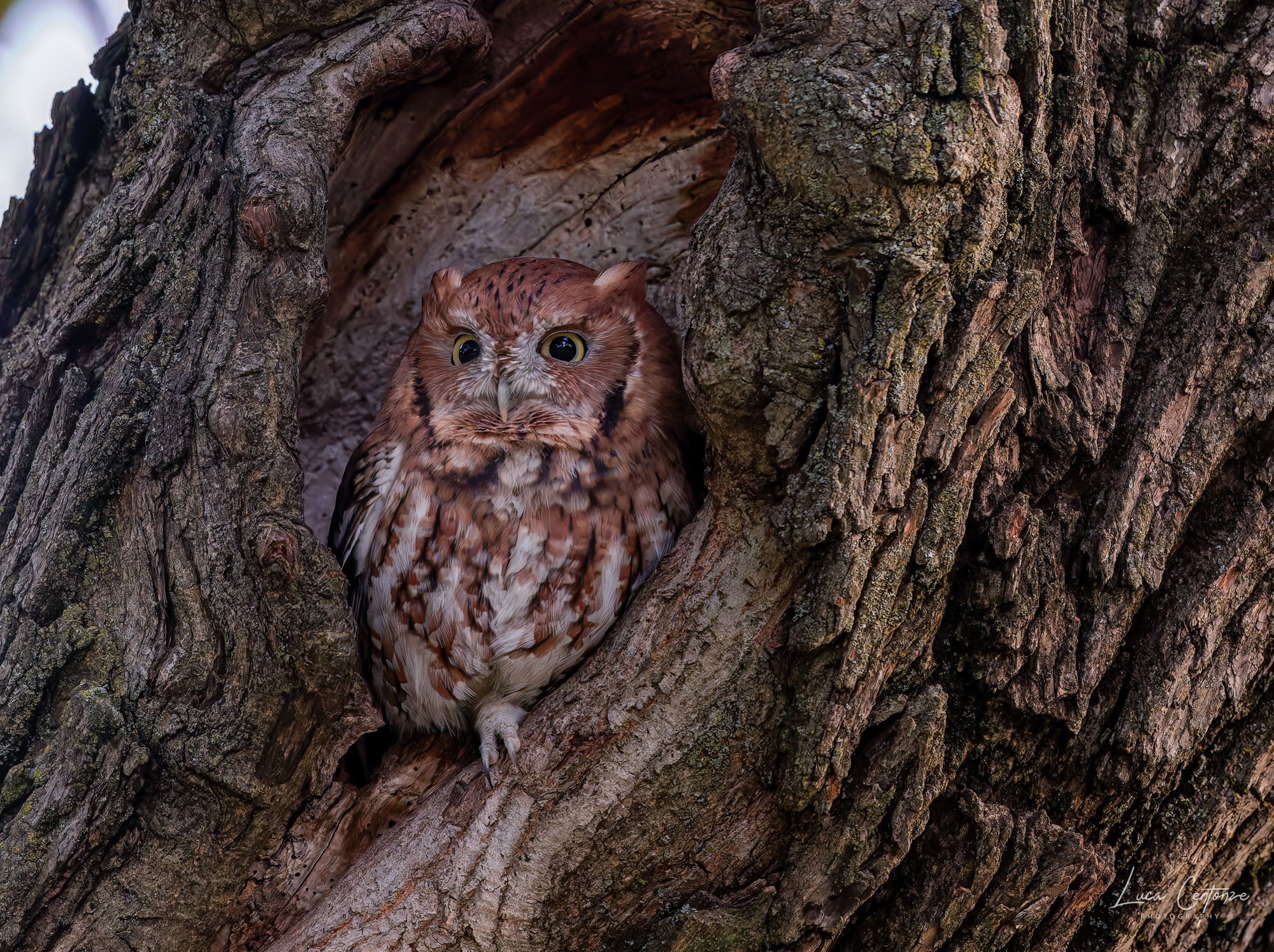 Assiolo Americano (Eastern Screech Owl)