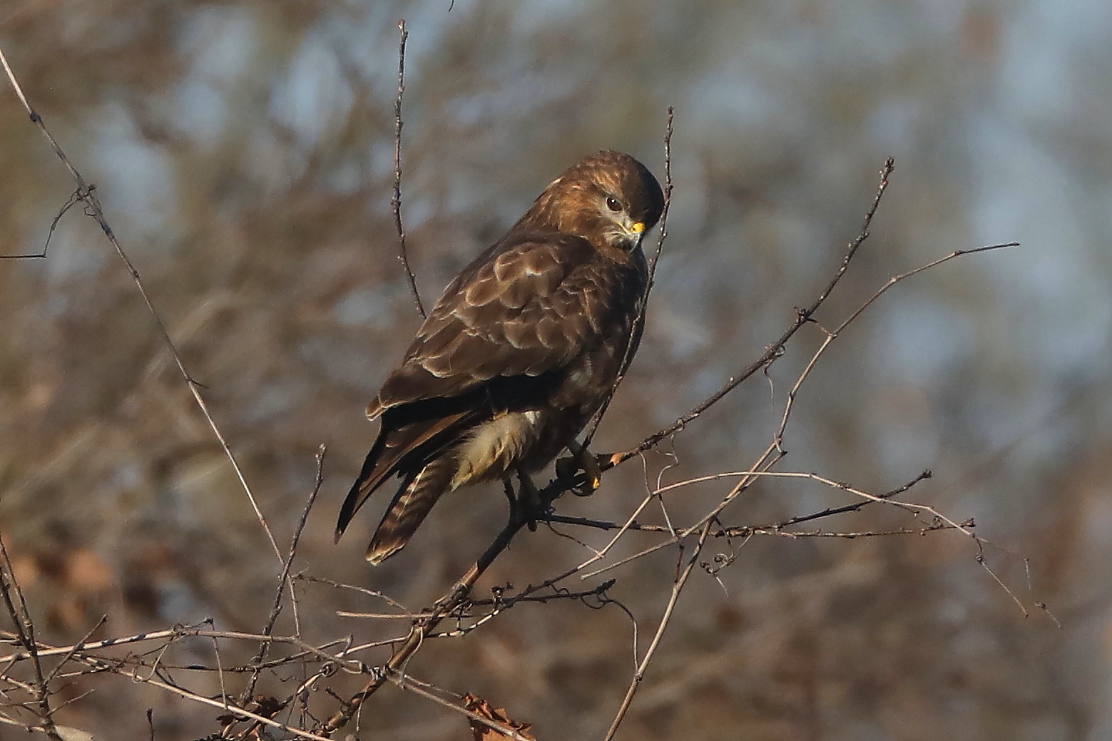 buzzard