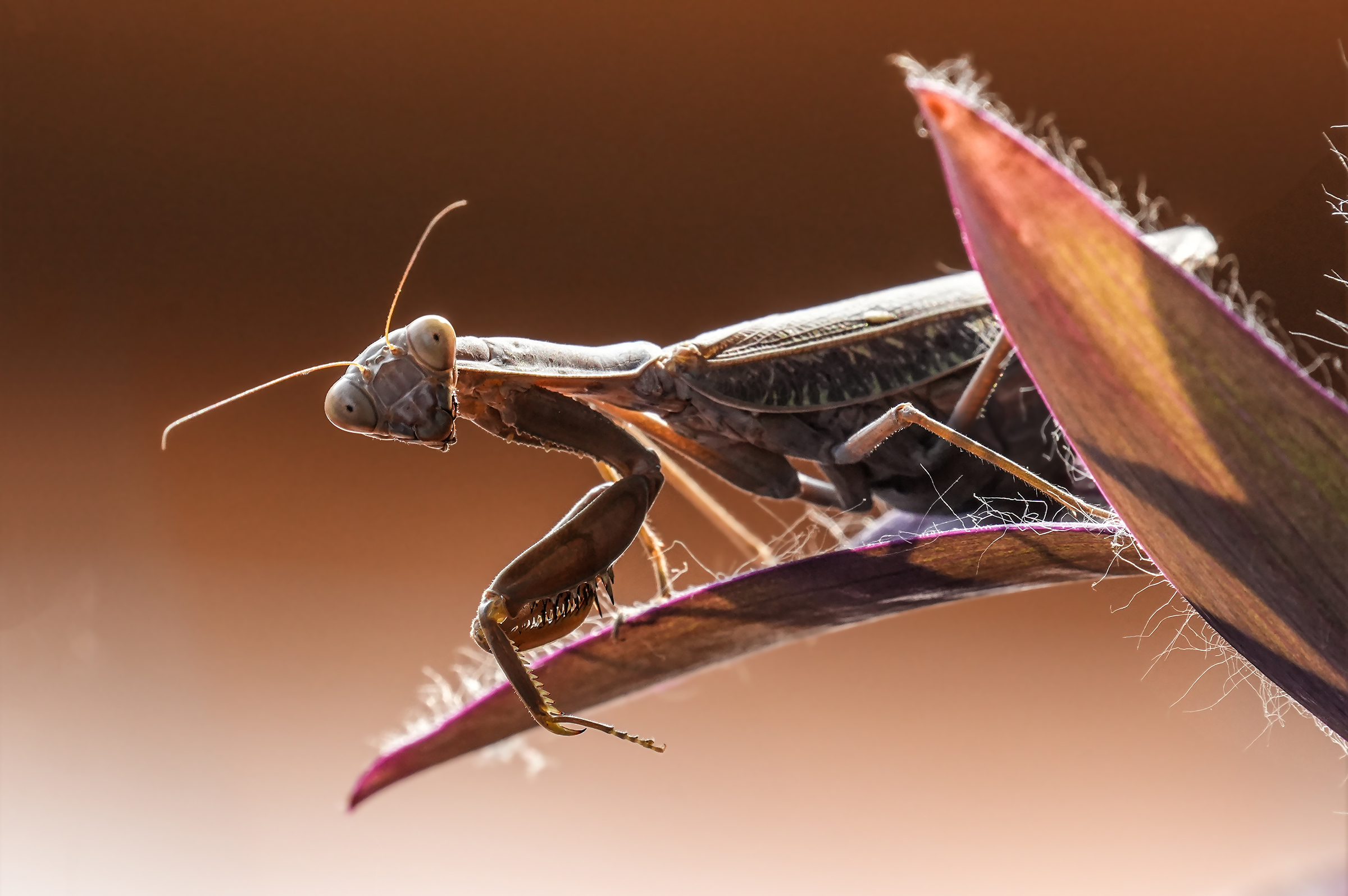 The Mantis