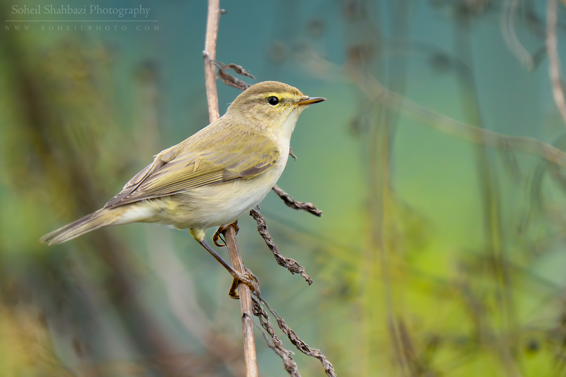 Common chiffchaff