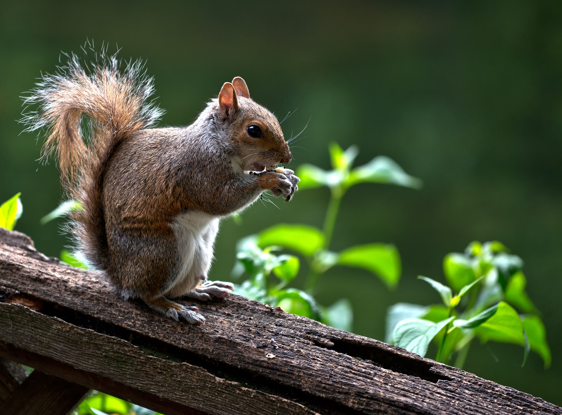 Scoiattolo s.j. Park London