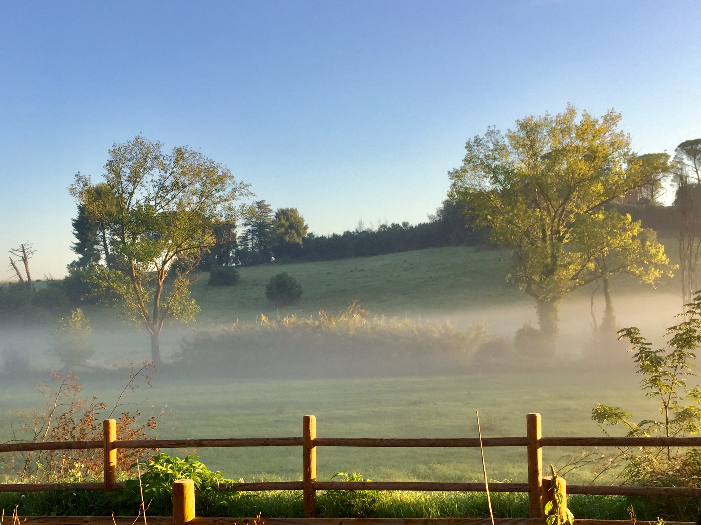 Foggy morning
