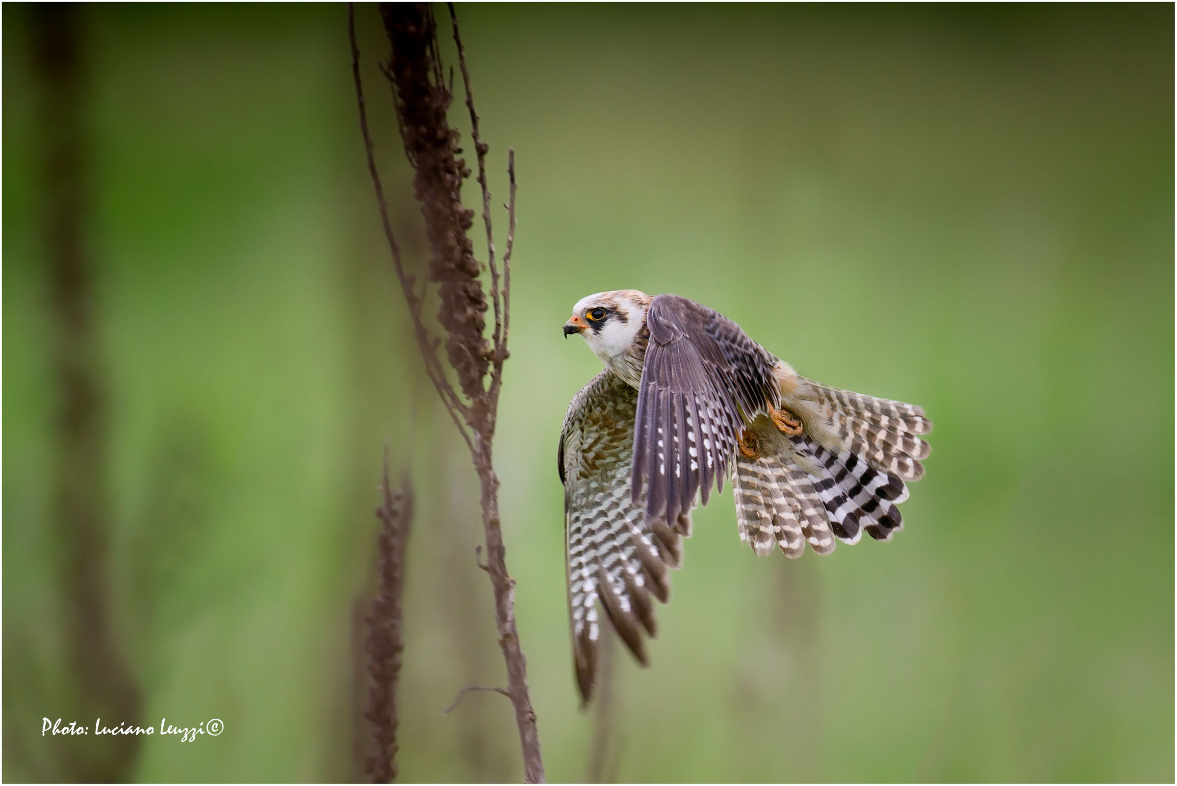 Falco cuculo femmina