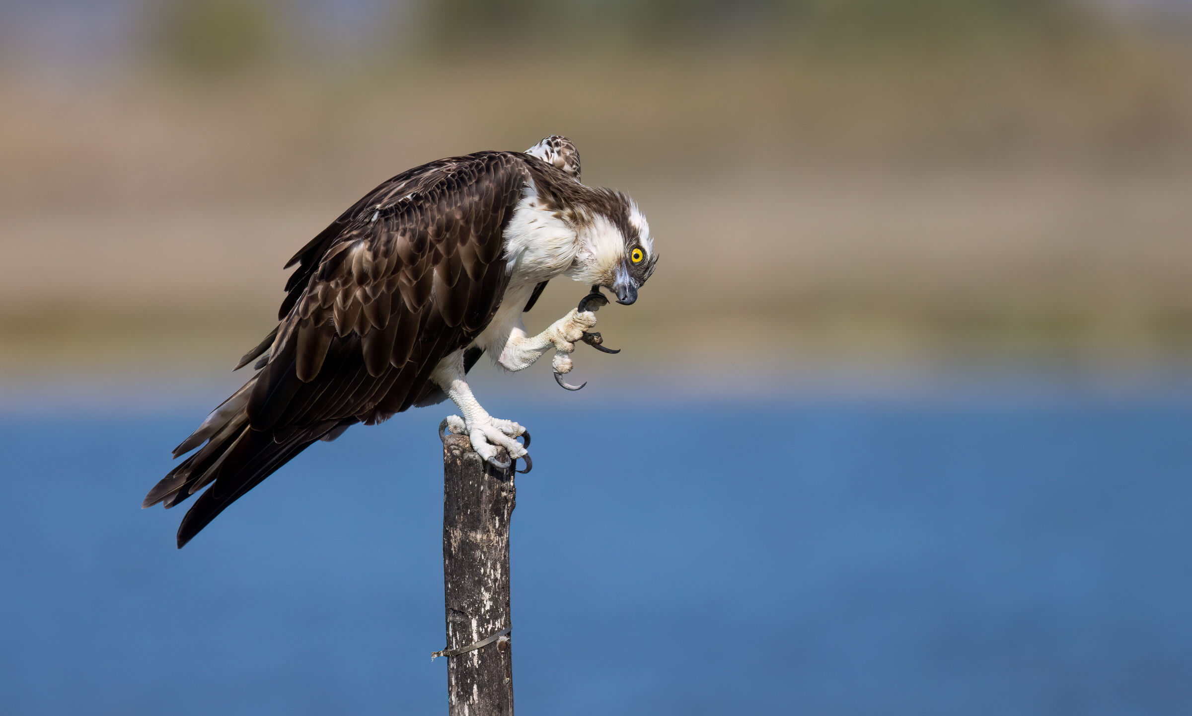 osprey