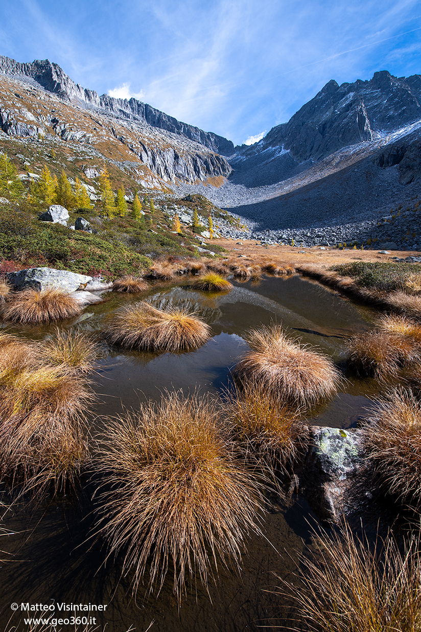 carex