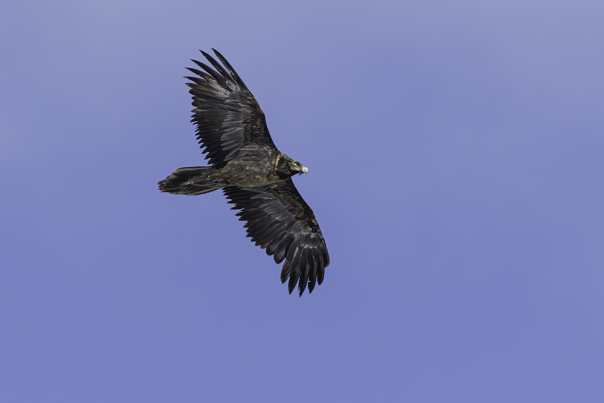 Young bearded vulture