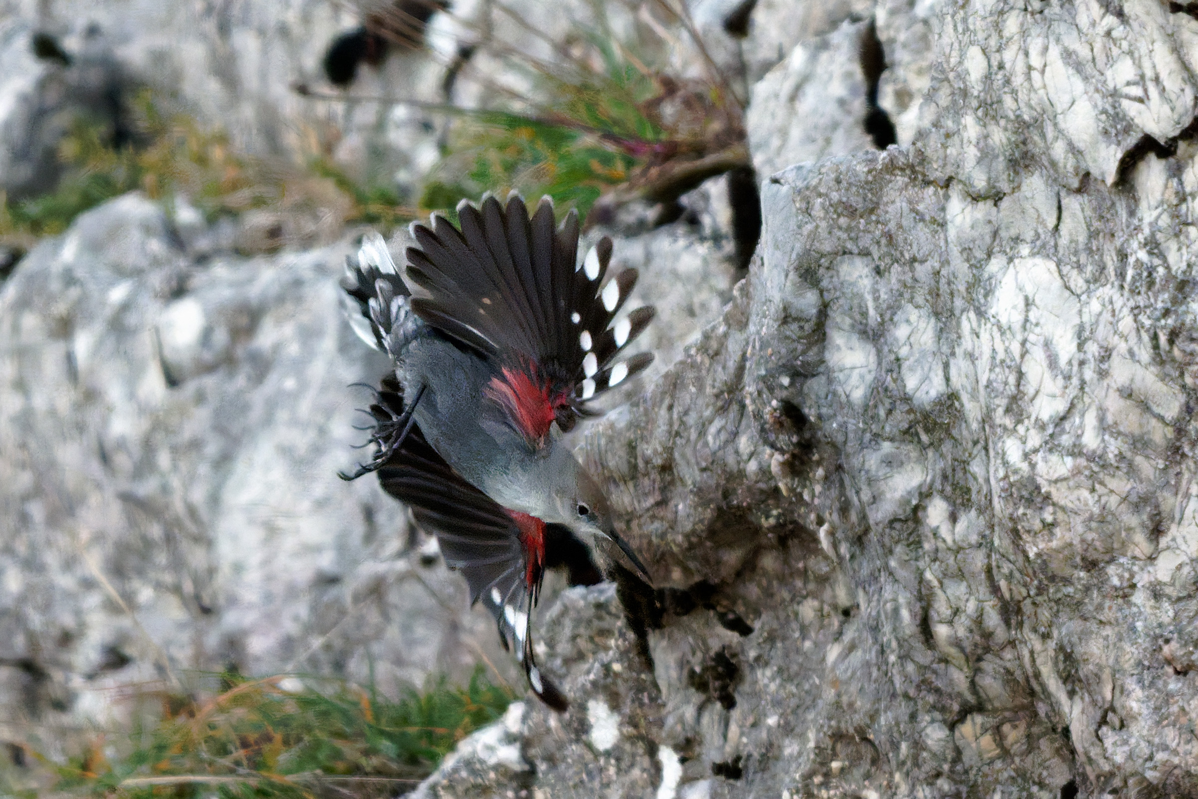Wallcreeper