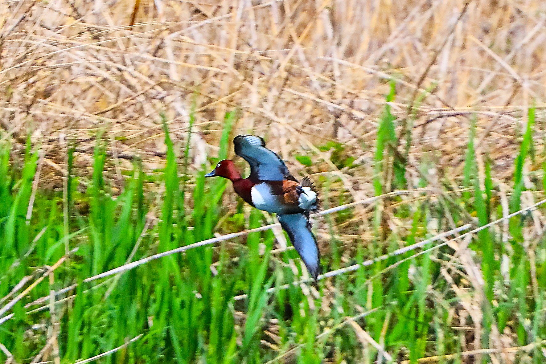 Moretta T 22 aprile 2025 - 0087