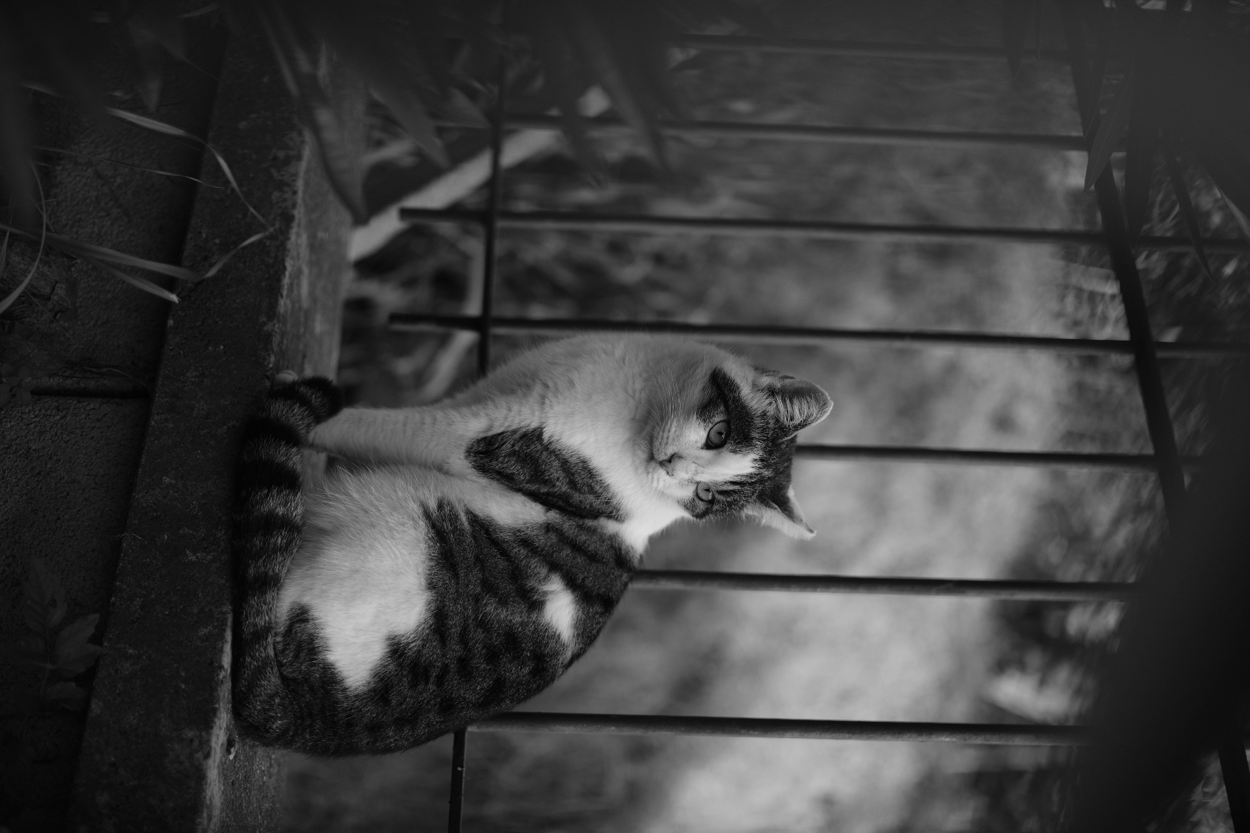 Gatto