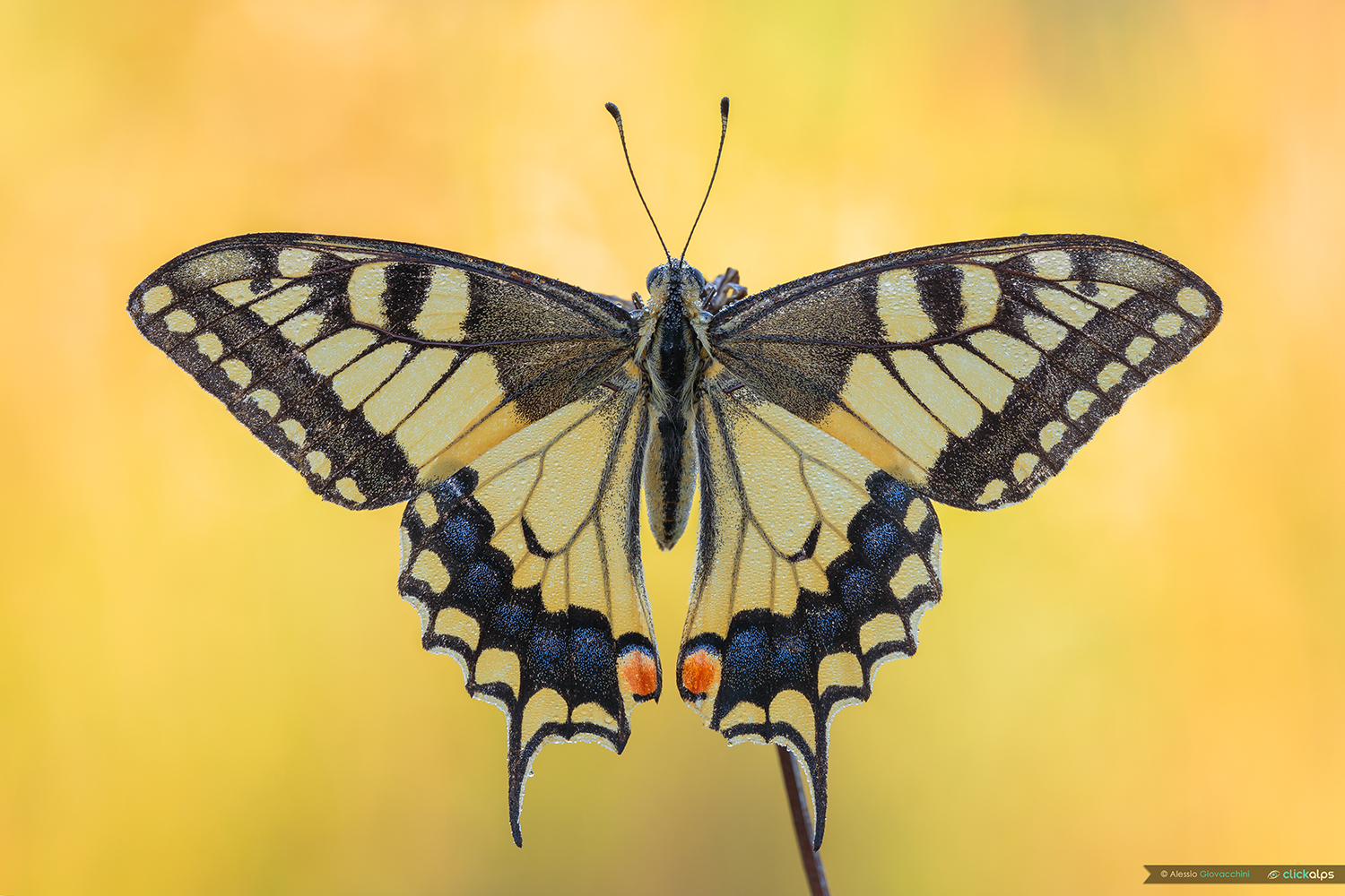 Papilio machaon