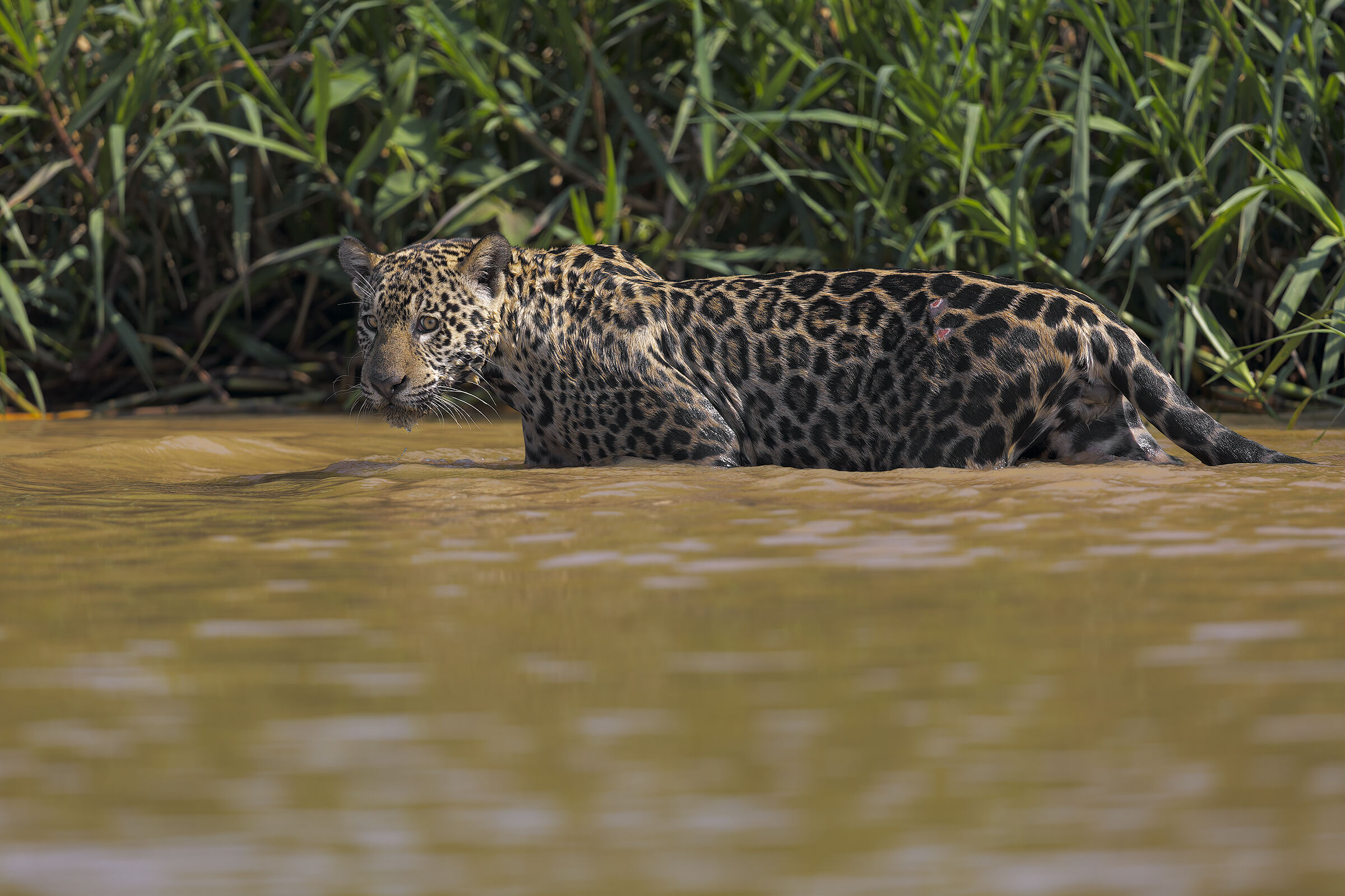 Meraviglia del pantanal