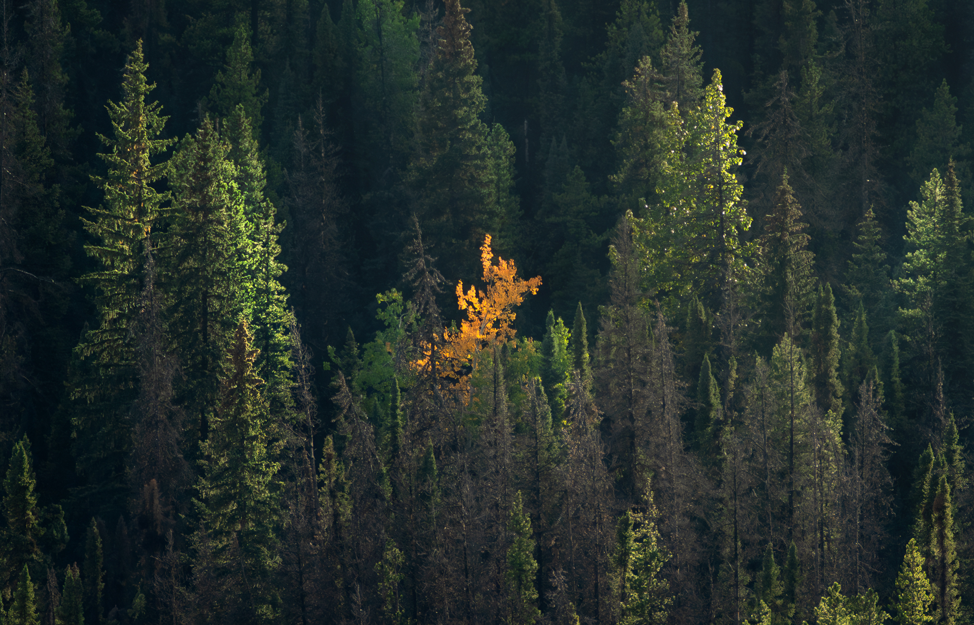 Arriva l'autunno al Jasper National Park