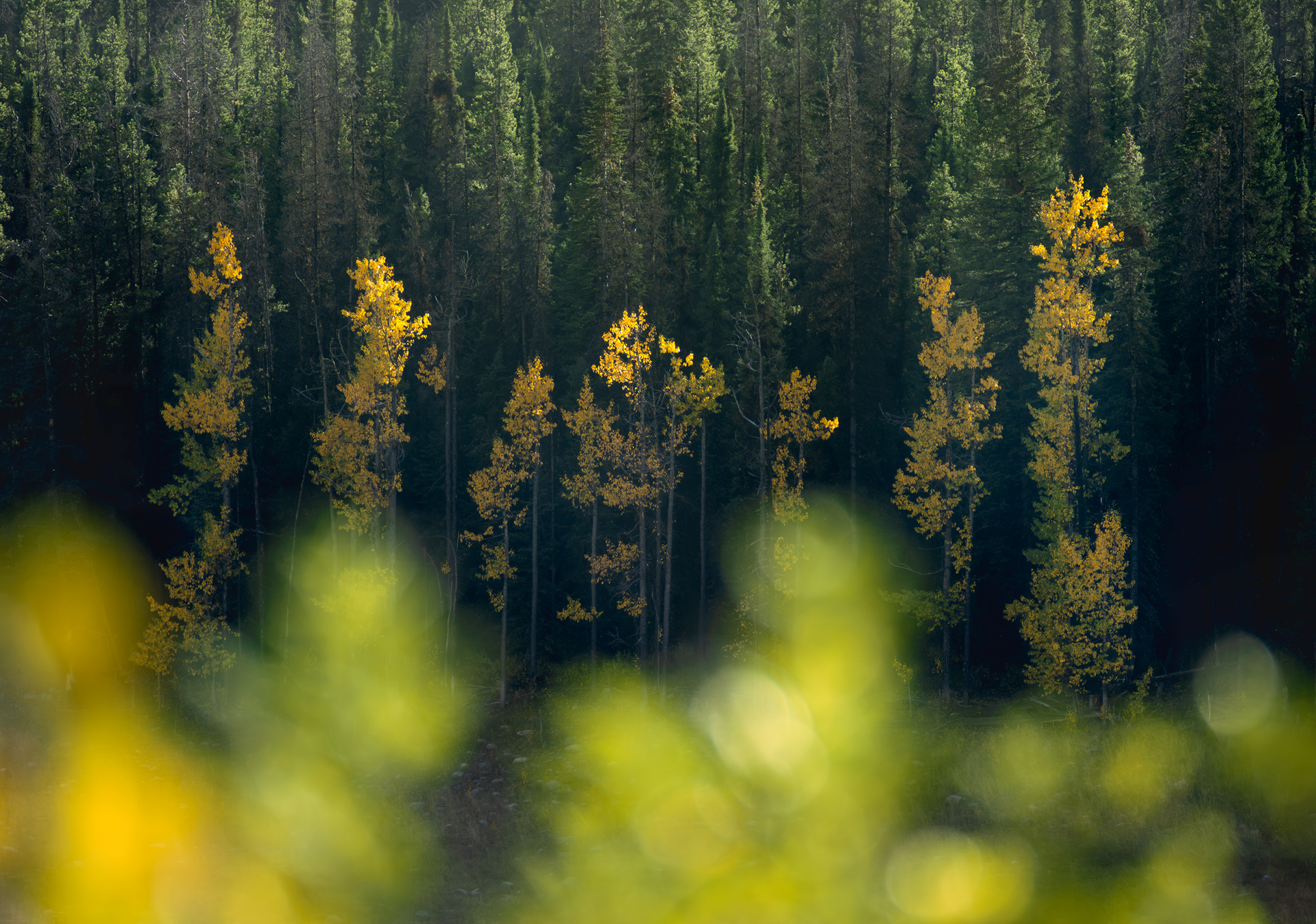 Autunno alle Rockies Canadesi