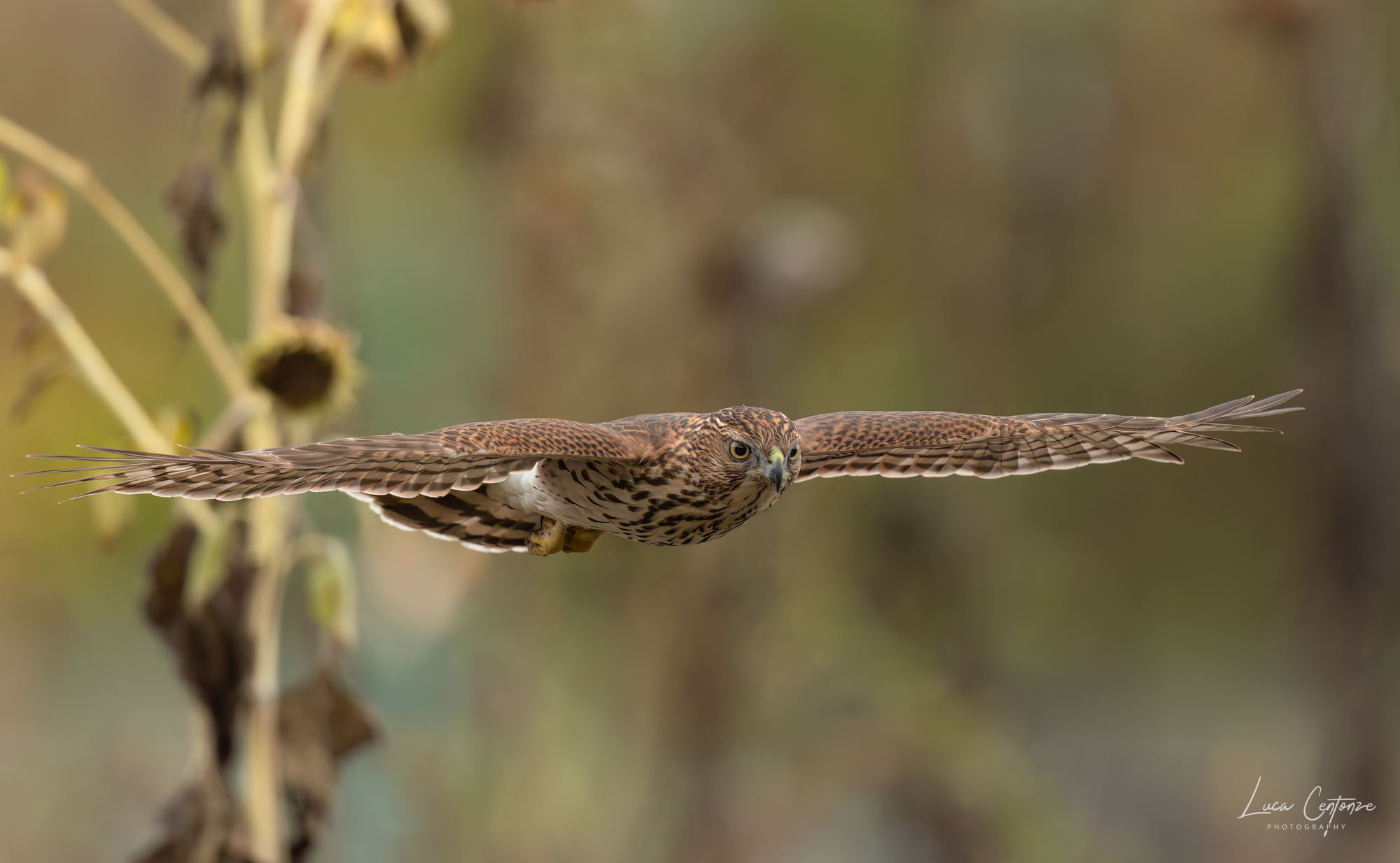 Cooper's Hawk (Astur cooperi)