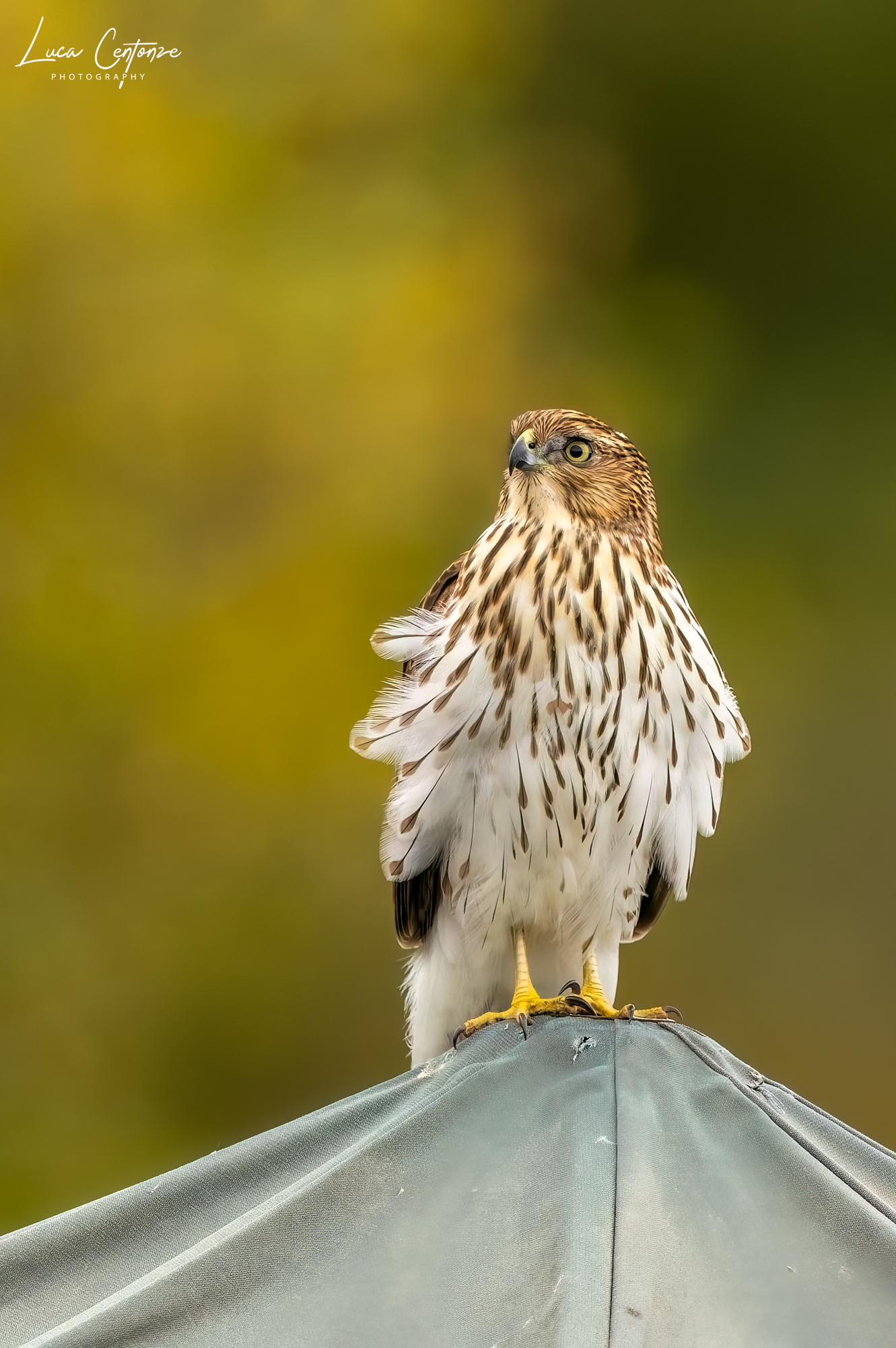 Un po' di vanità...