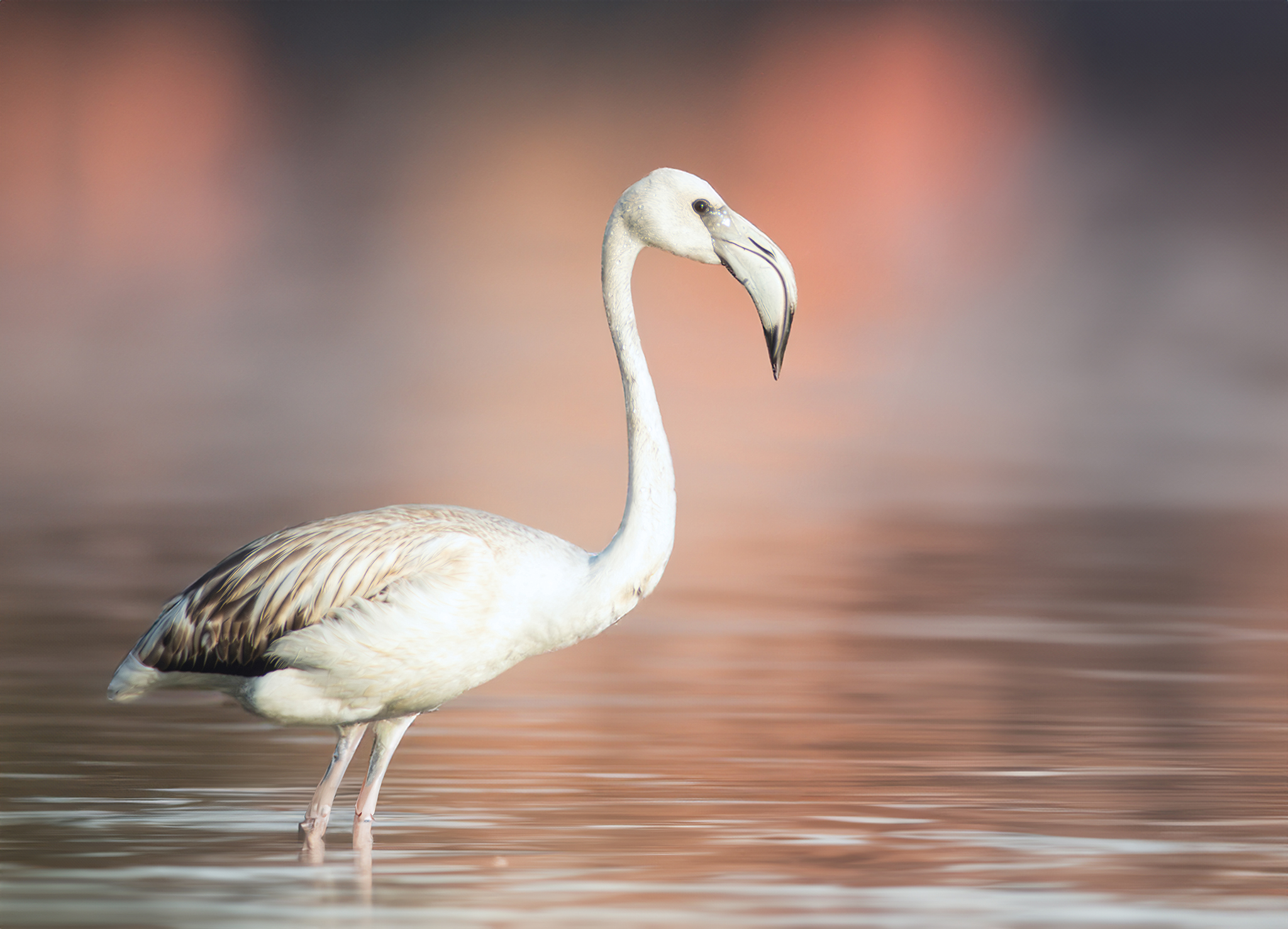 (Almost) pink flamingo