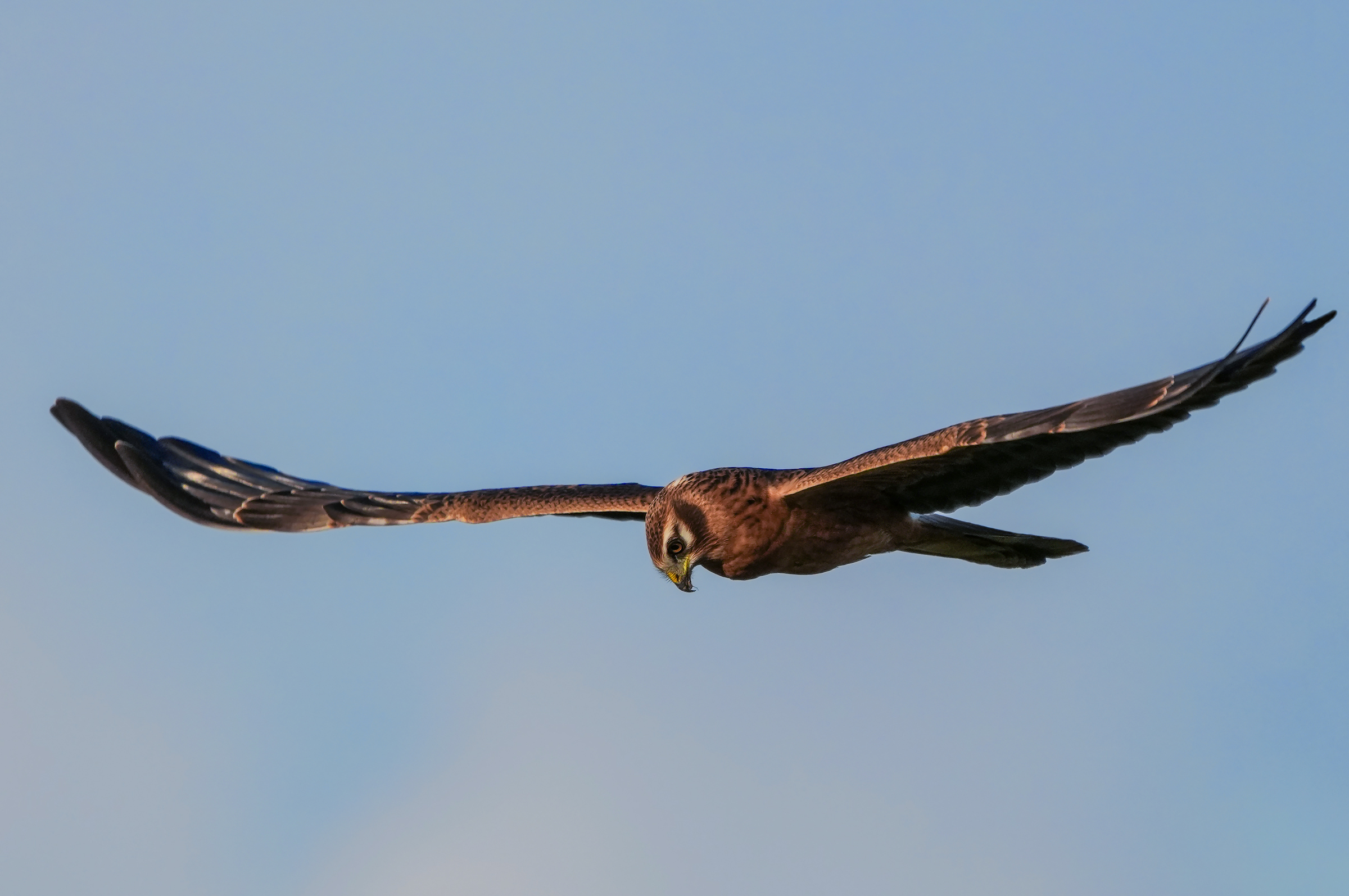 Montagu's Harrier
