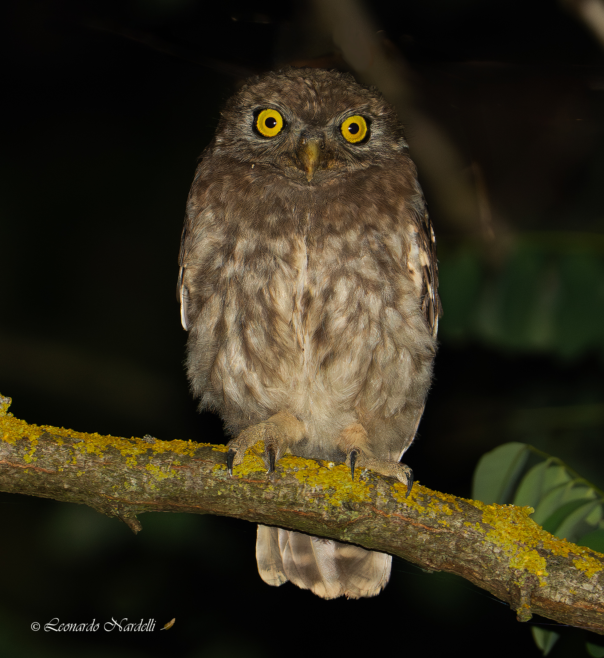 Owl (Athene noctua)