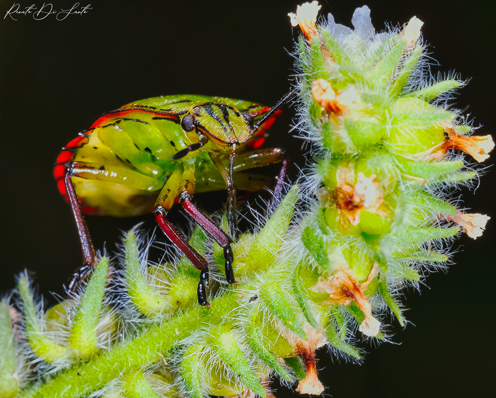 Adult stink bug