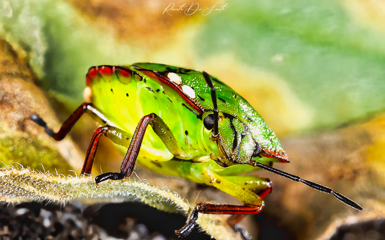 Baby Bug