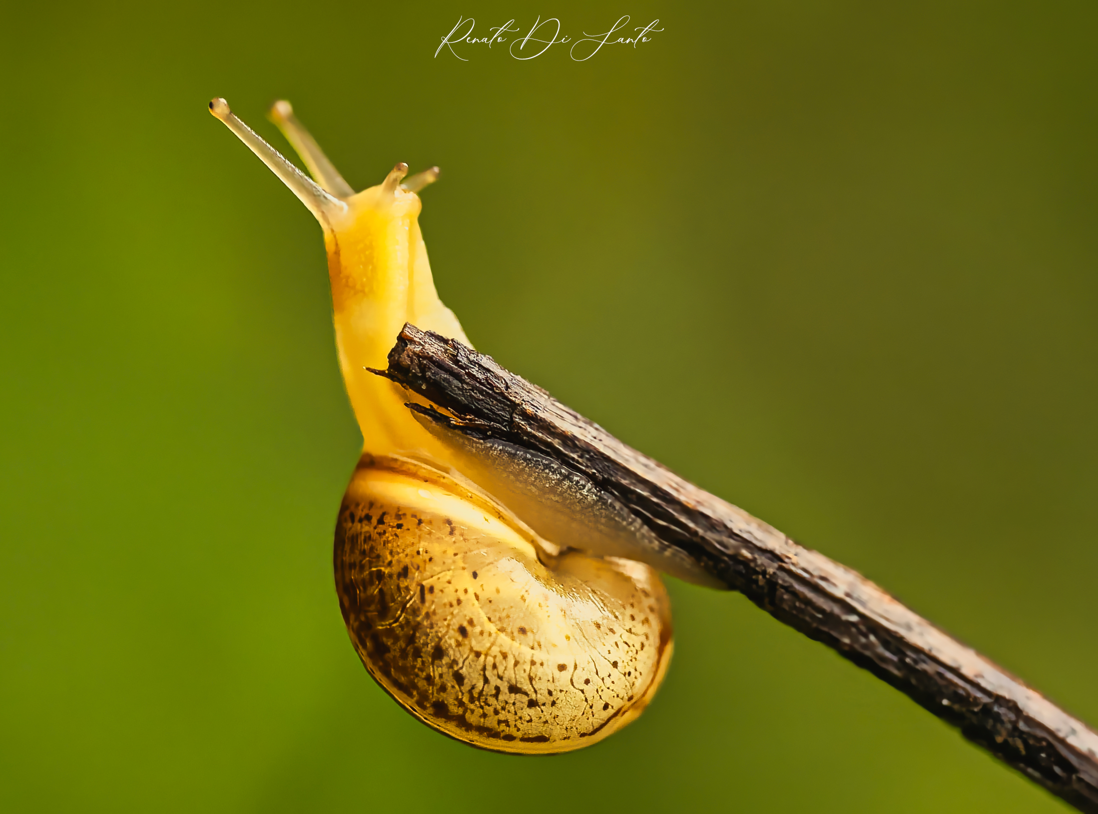 "Between Leaves and Petals"