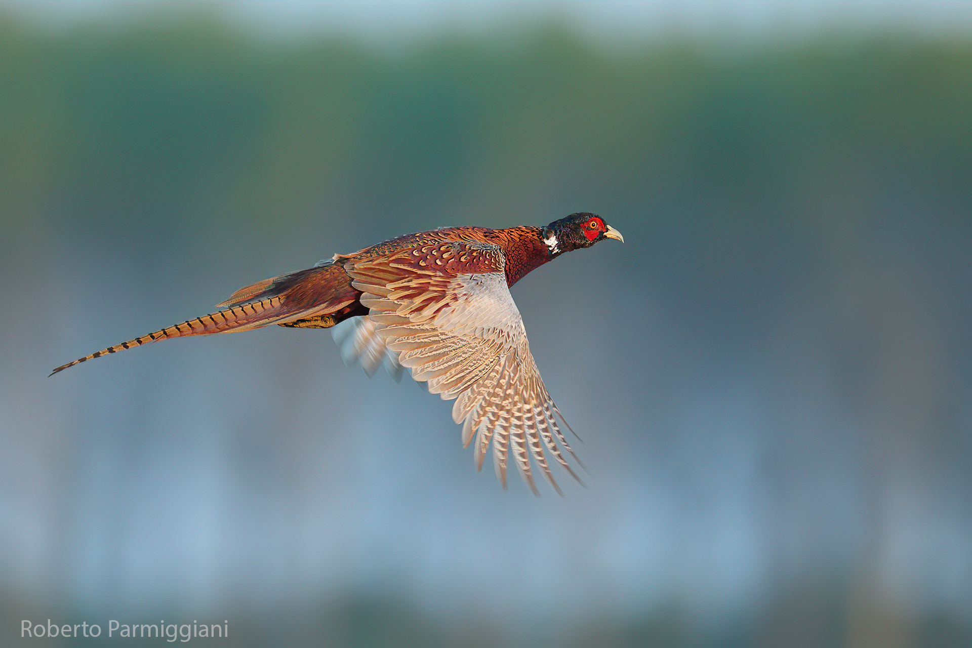Pheasant on the fly