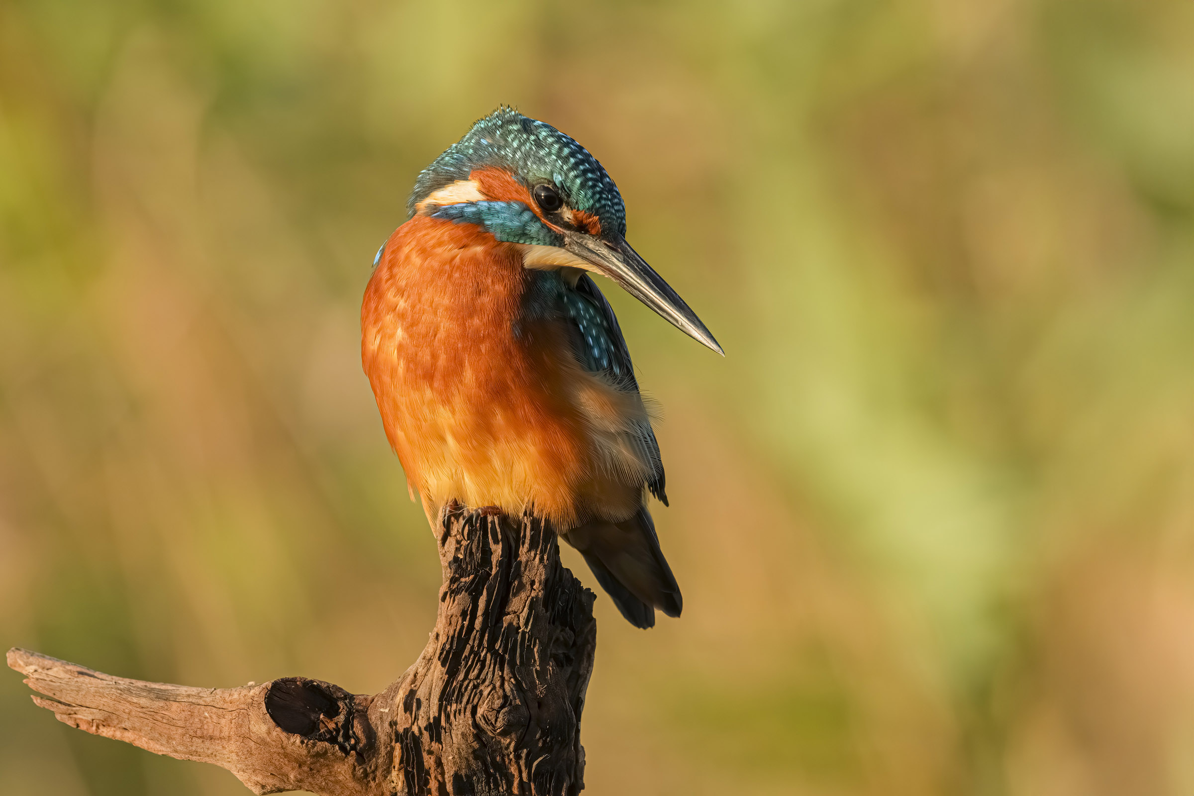 Kingfisher