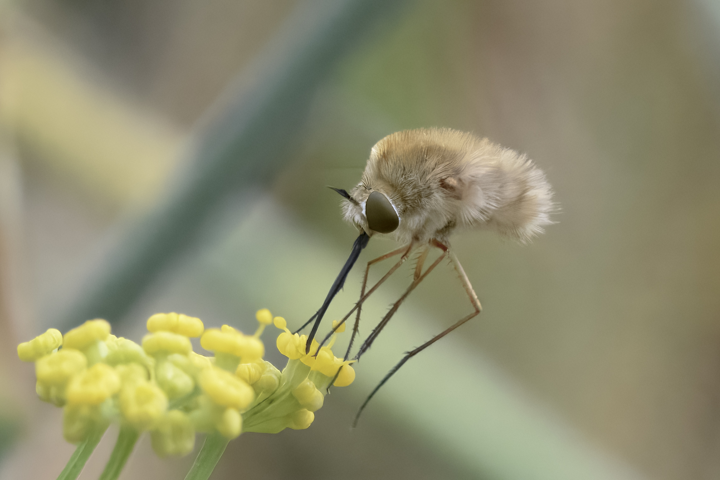 Bombylius